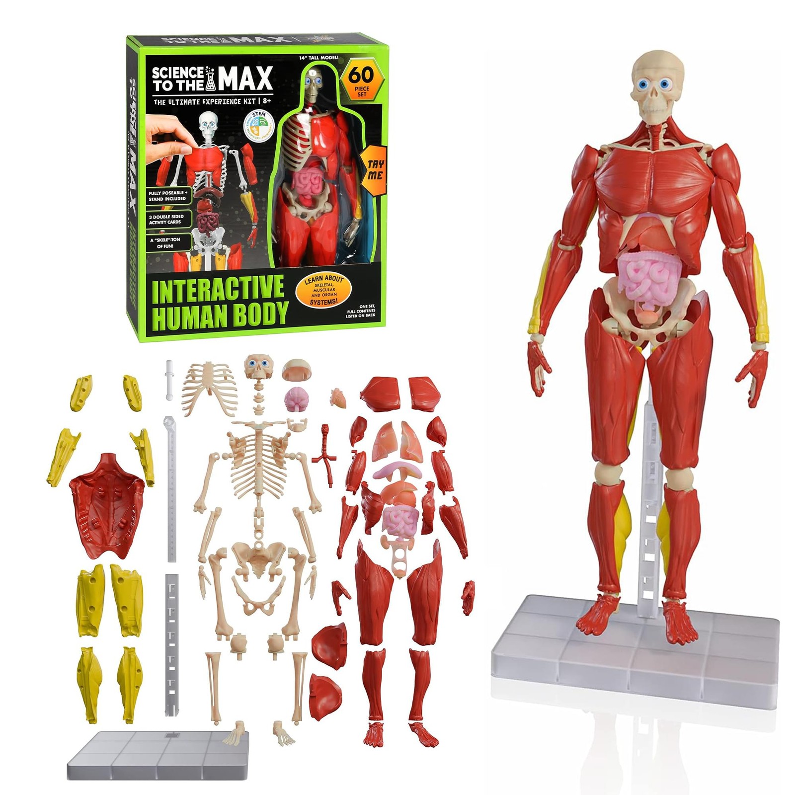 Science To The Max 60-Piece Poseable Human Anatomy Figure | 14 Inches