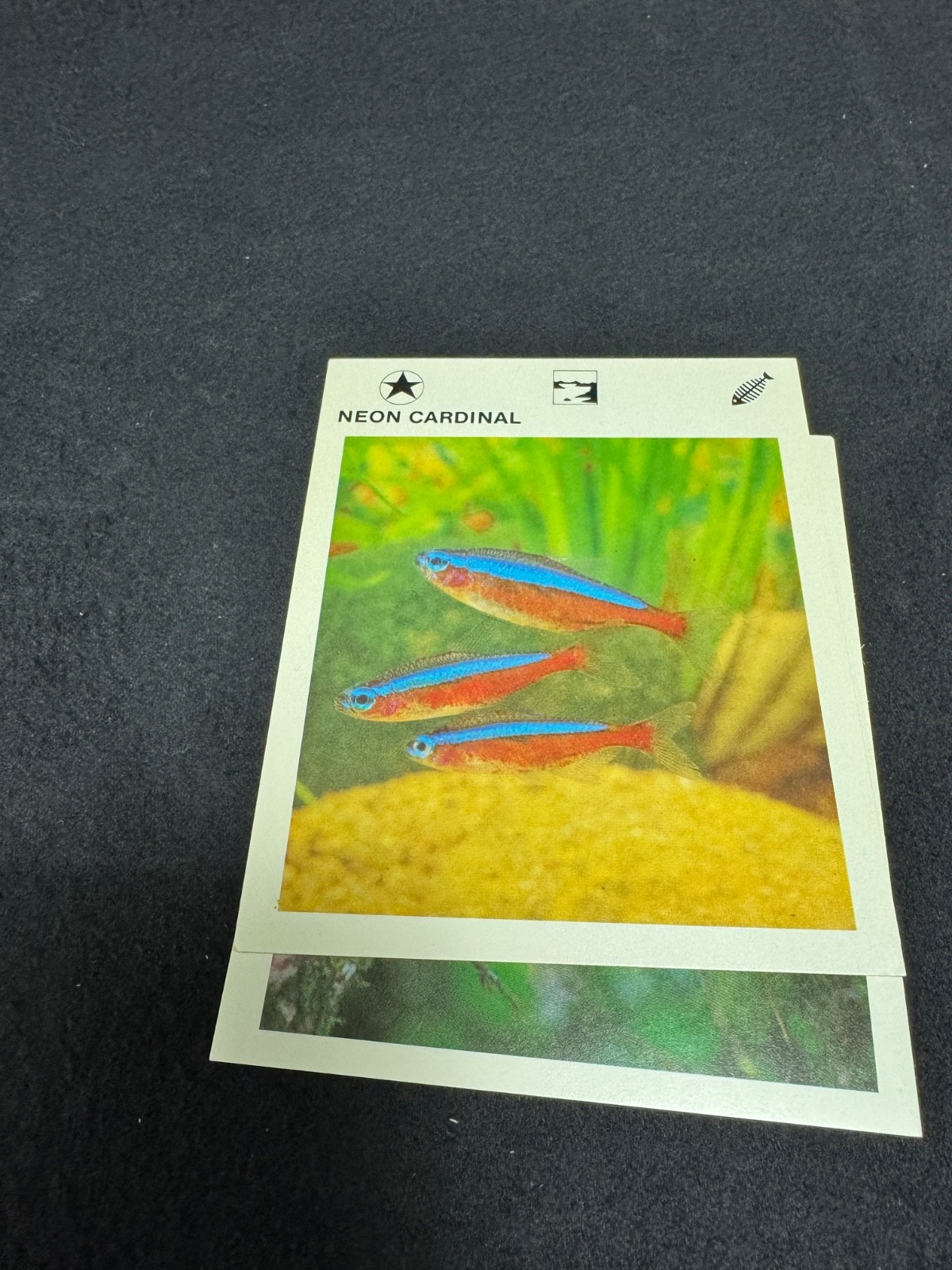 Vintage 1970s Illustrated Wildlife Treasury Animal Fact Cards & Case Over 600