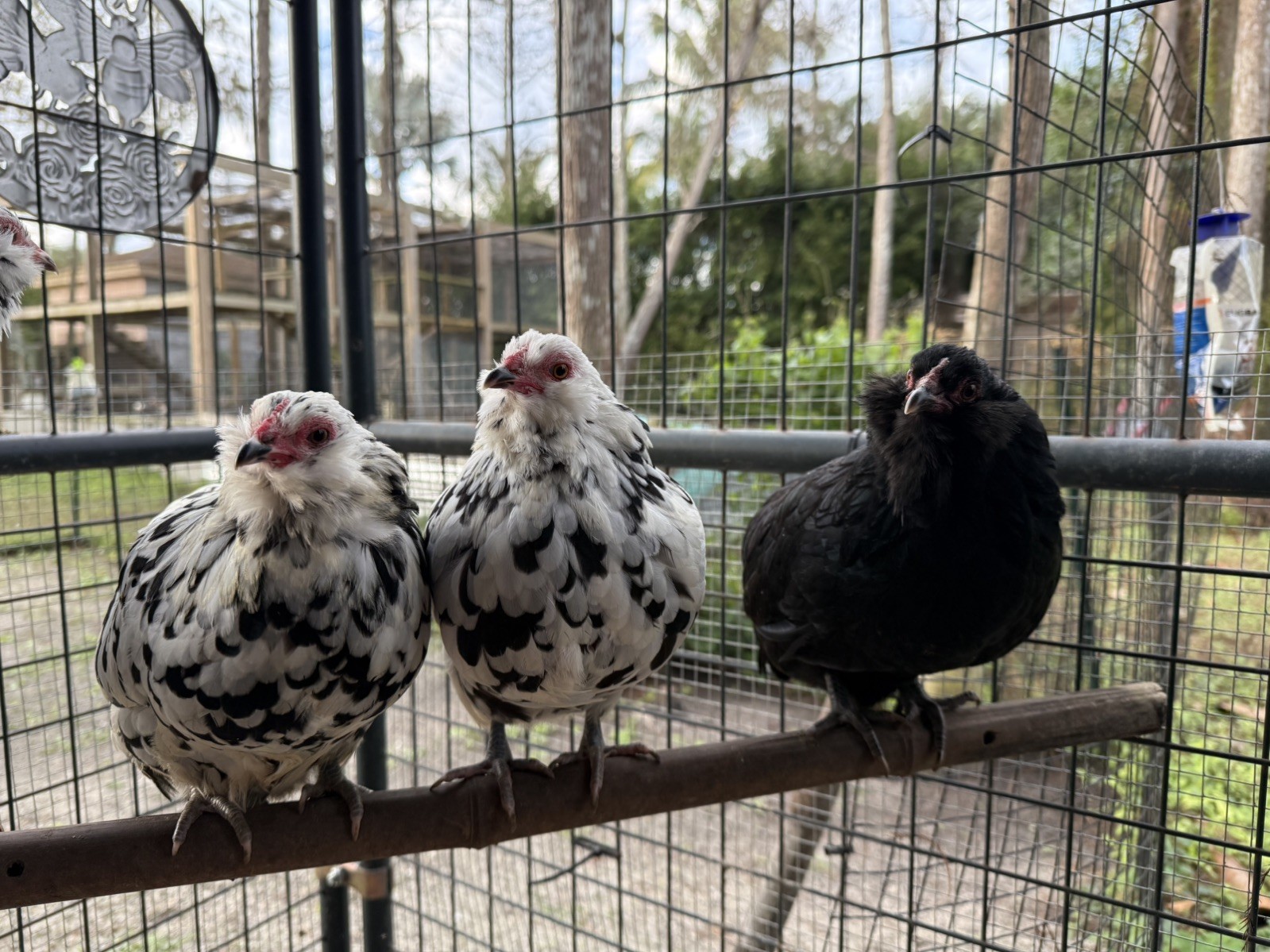 (6) Bantam Ameraucana Hatching Eggs Black Ermine Dominant White NPIP/AI