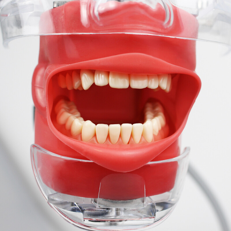 Dental Simulator Manikin Phantom Head Model Teeth Model for Training Practice
