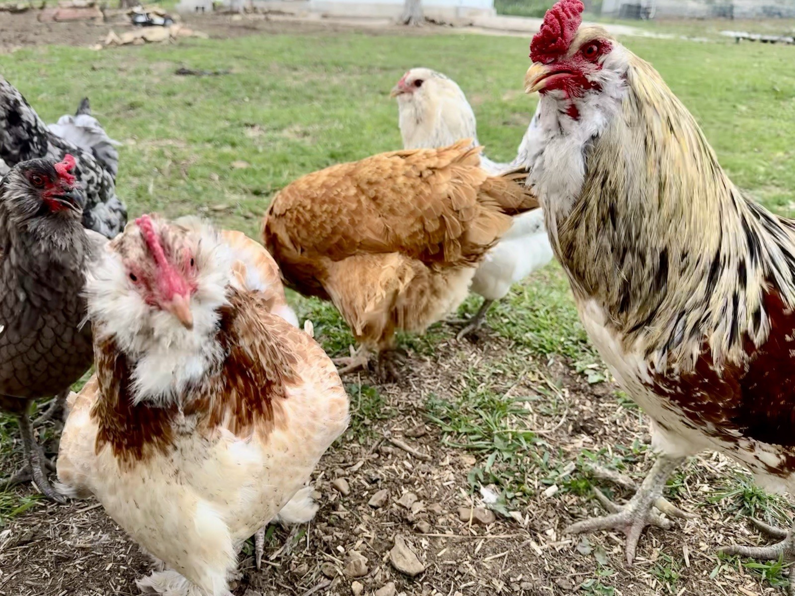 12+ Chicken Hatching Eggs Ameraucana, Easter/Olive Egger, Faverolles, Marans