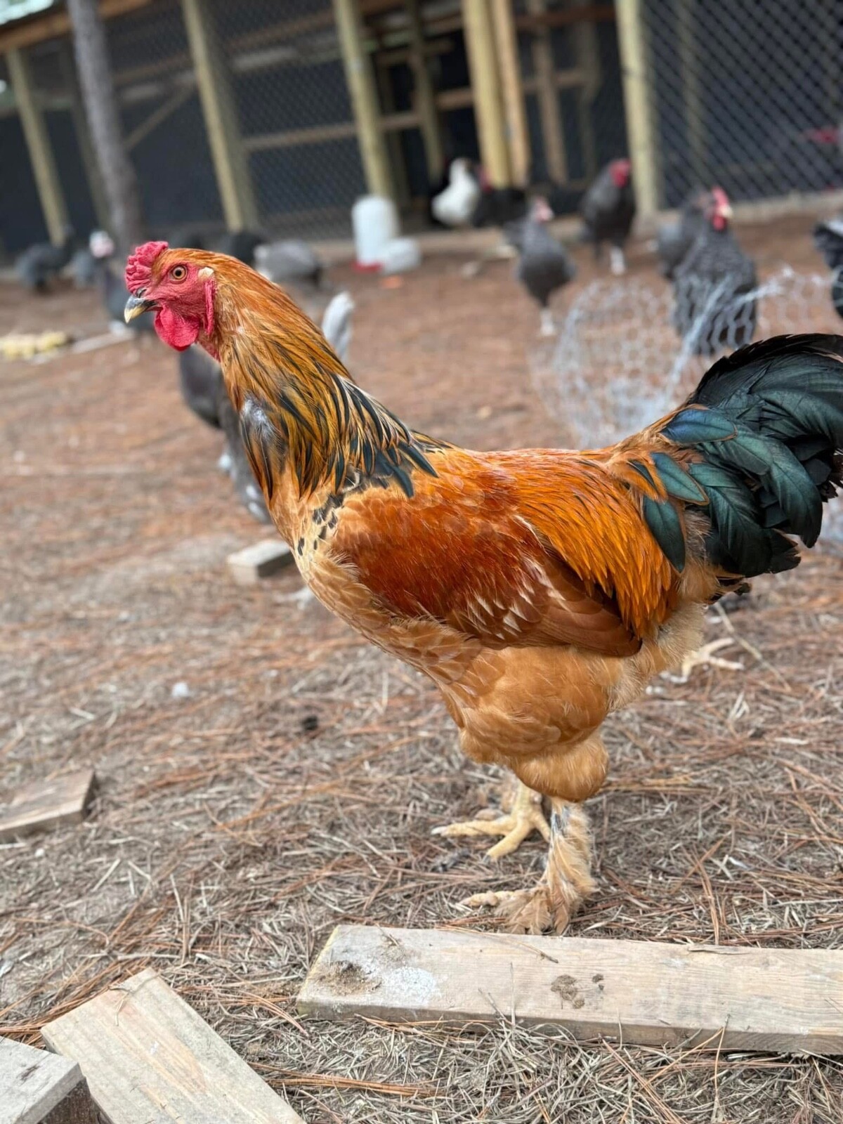 24 Rare Breed Mix Chicken Eggs
