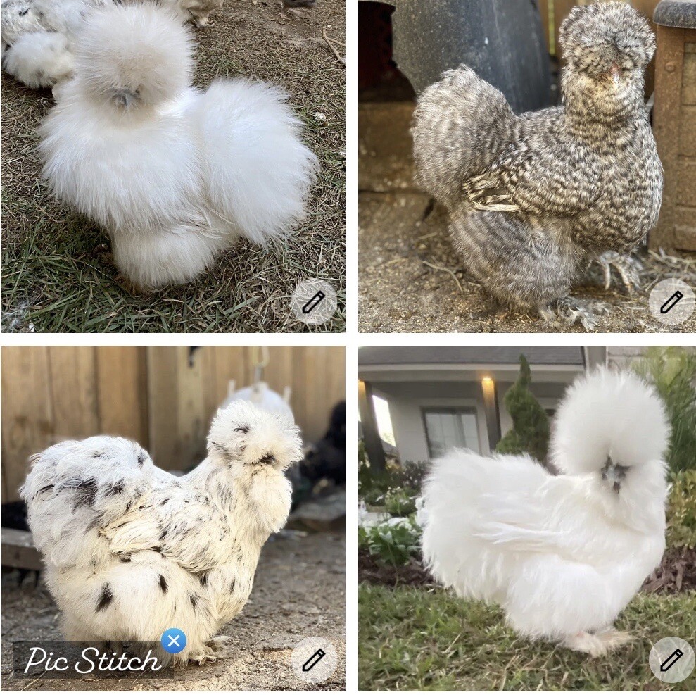 SHOW QUALITY 10 Silkie Chicken Hatching Eggs