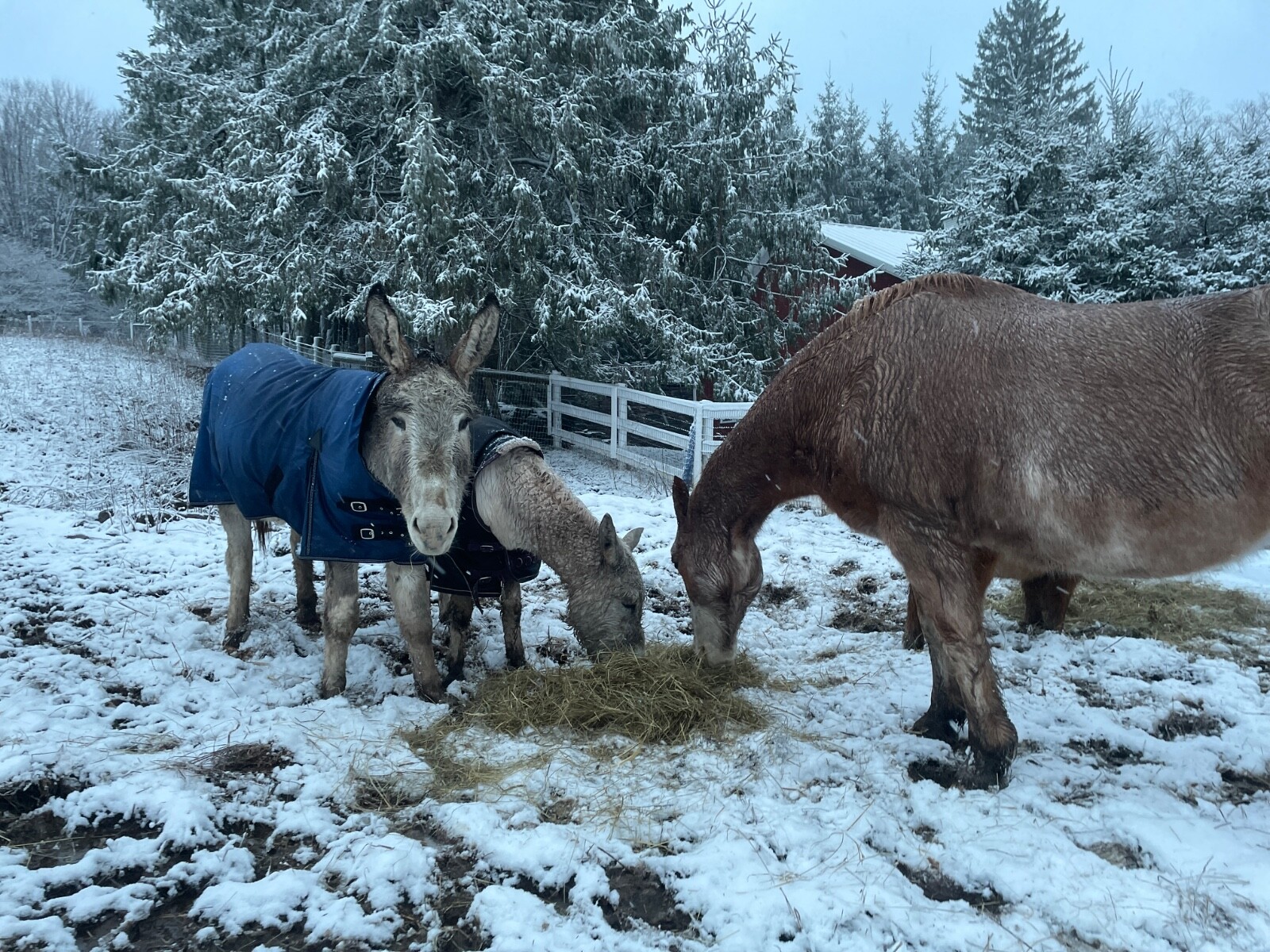 Donkey Longear Winter Turnout Blanket - standard donkey