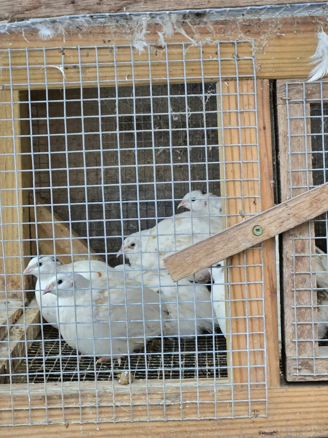 25 + JUMBO WHITE Quail Hatching Eggs