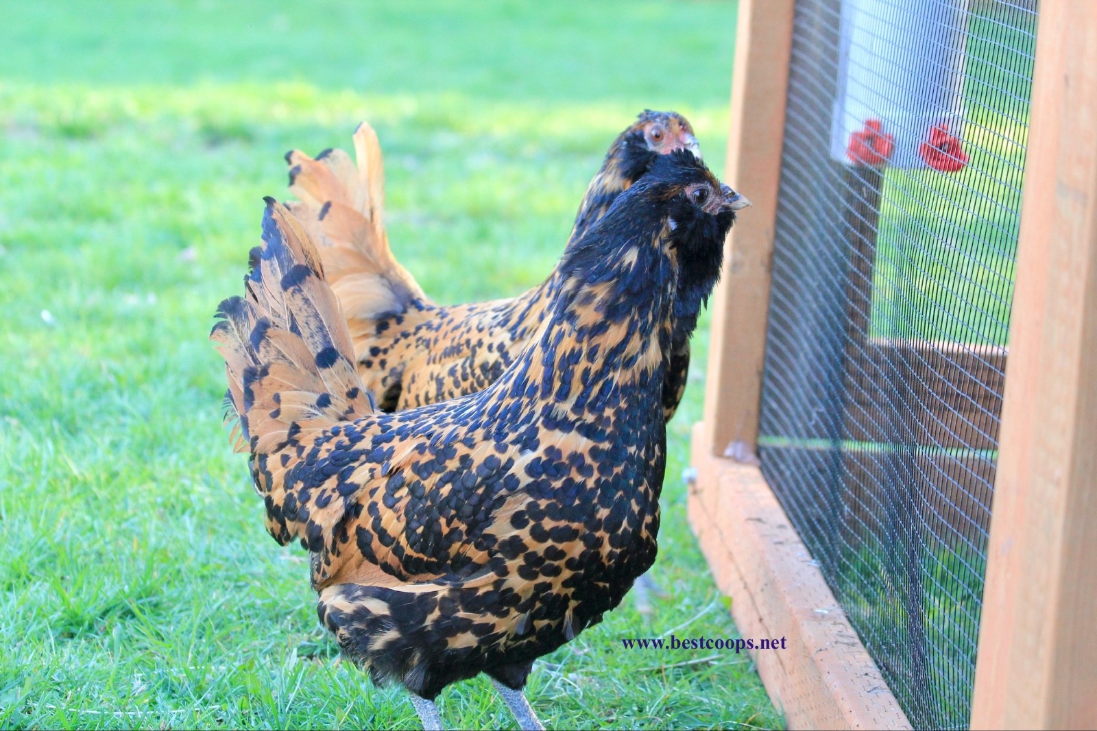 6+ Gold Owlbeard Fertile Chicken Hatching Eggs