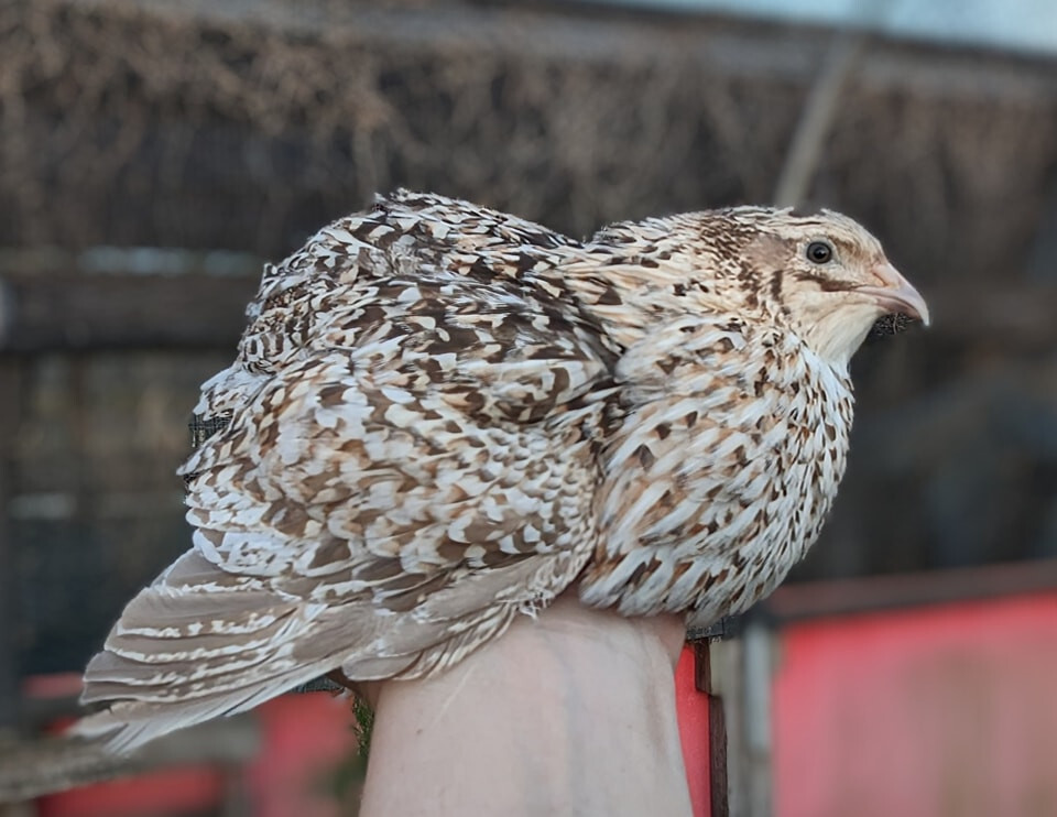 35 ++ Rainbow Coturnix Quail Hatching Eggs