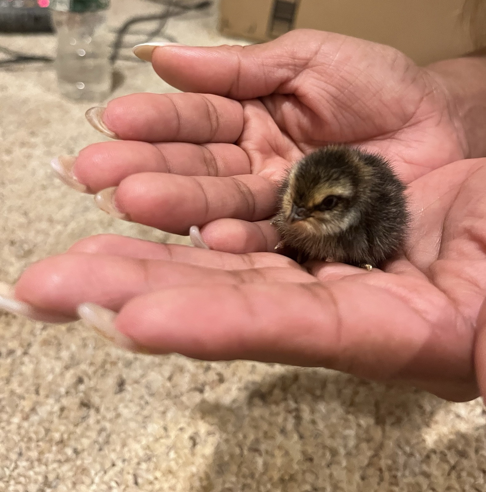 Quail Eggs