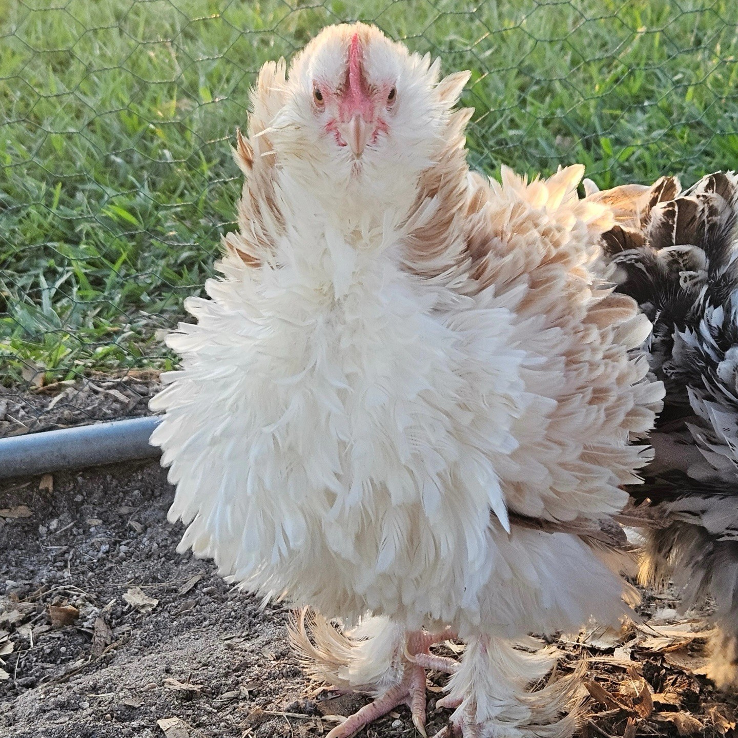 6+ Salmon Faverolles Smooth and Frizzle Bantam Show Quality Hatching Eggs