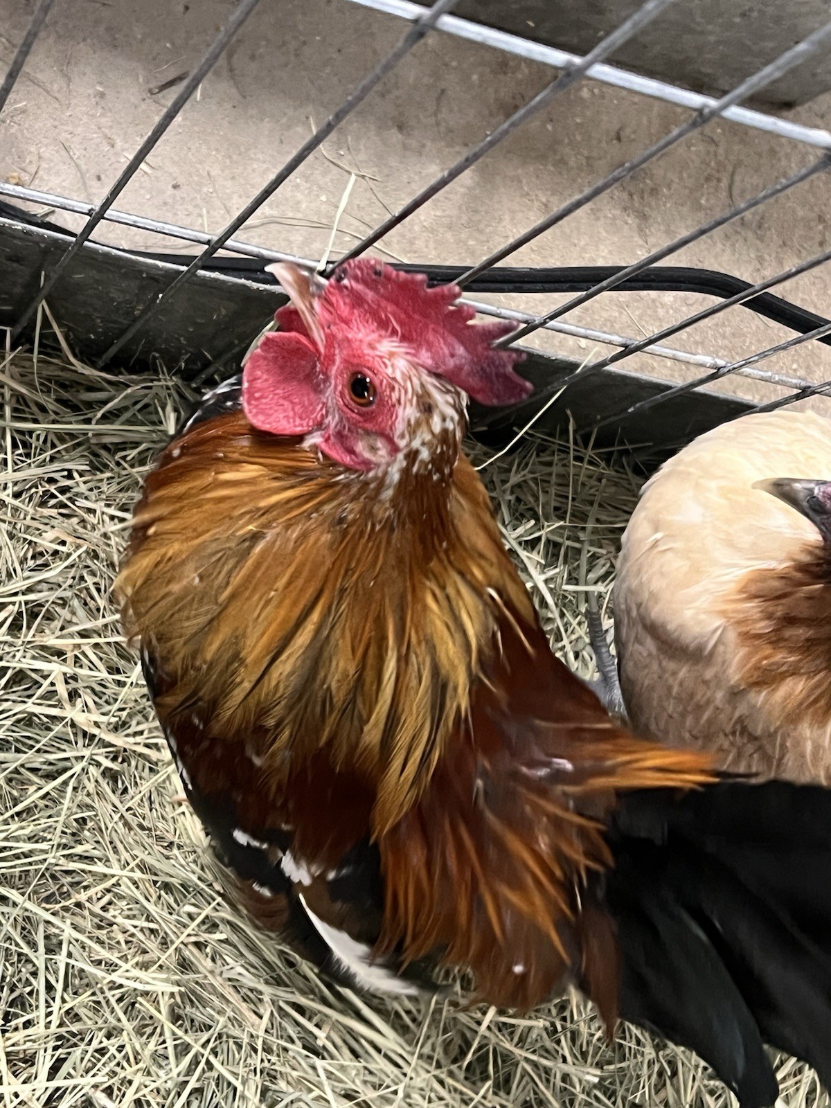 6++ Serama Hatching Eggs