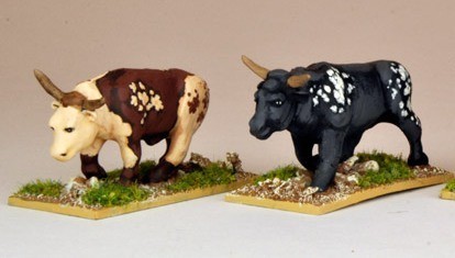 Africa: Oxen by North Star