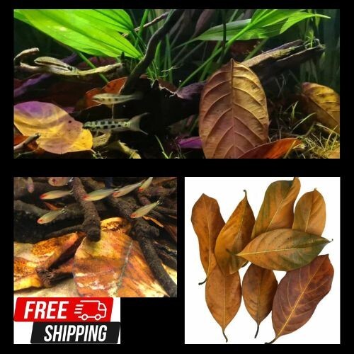 Natural Dried Jack Fruit leaves Organic bio fish Aquarium 25 g