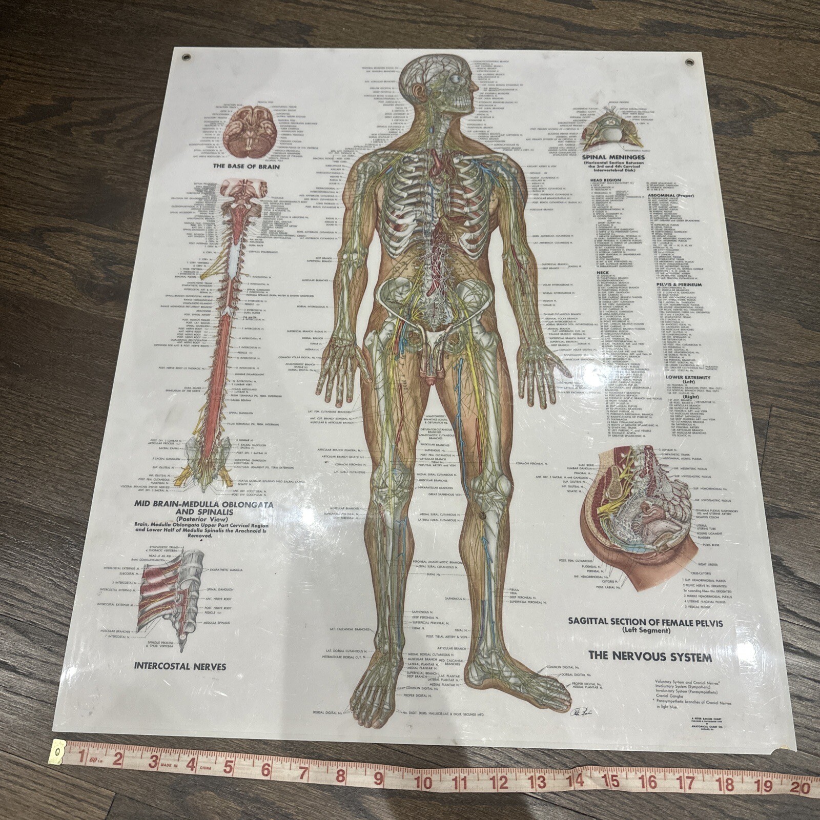 The Nervous System Peter Bachin 1949 Original Vintage