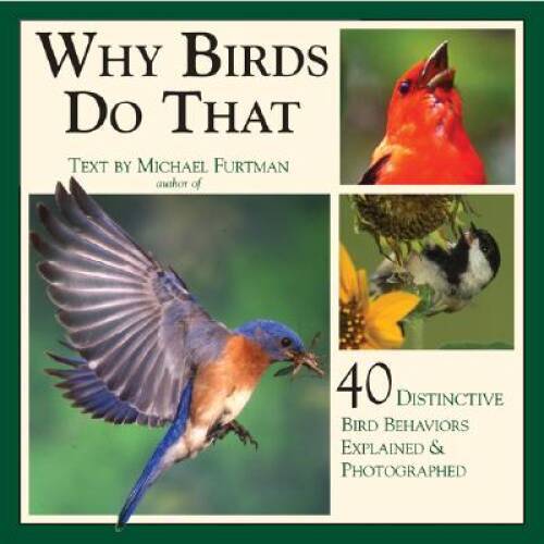 Why Birds Do That: 40 Distinctive Bird Behaviors Explained  Photographed - GOOD