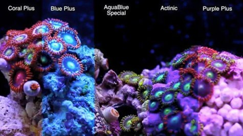 T5 Blue Plus Light Bulb - ATI