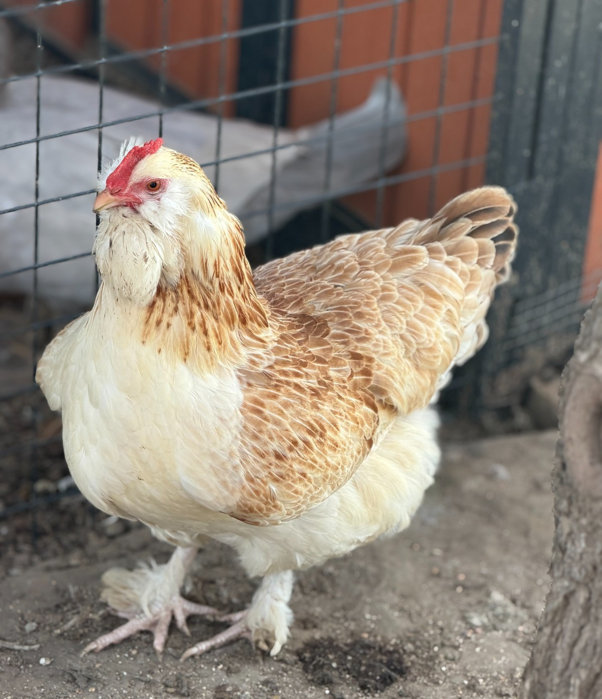 12 (+2 Extra) Easter - Olive Egger RAINBOW Chicken Hatching Eggs Mix Speckled