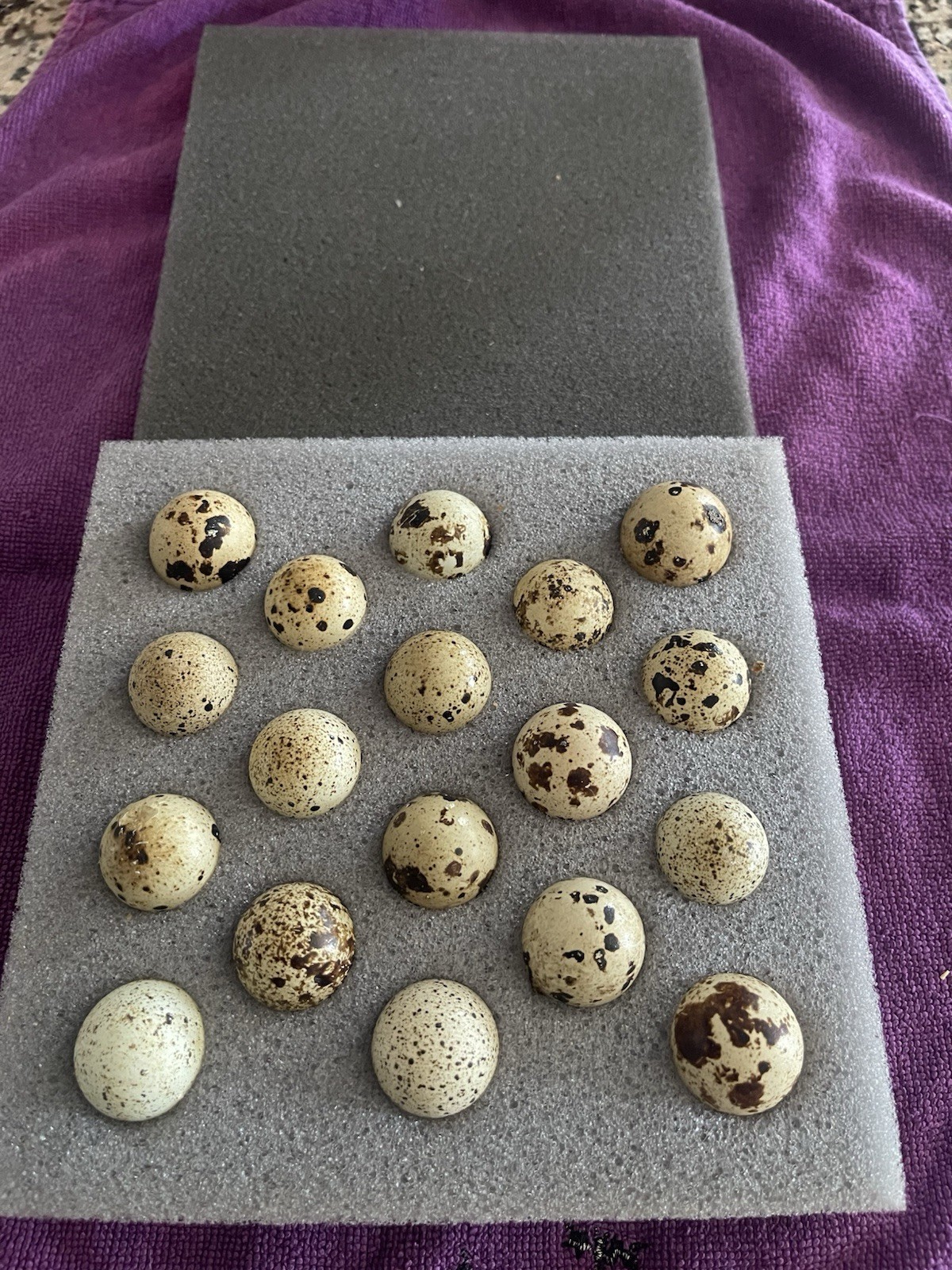 18 Assorted Coturnix Quail Hatching Eggs | Mixed Colors | Foam Packed
