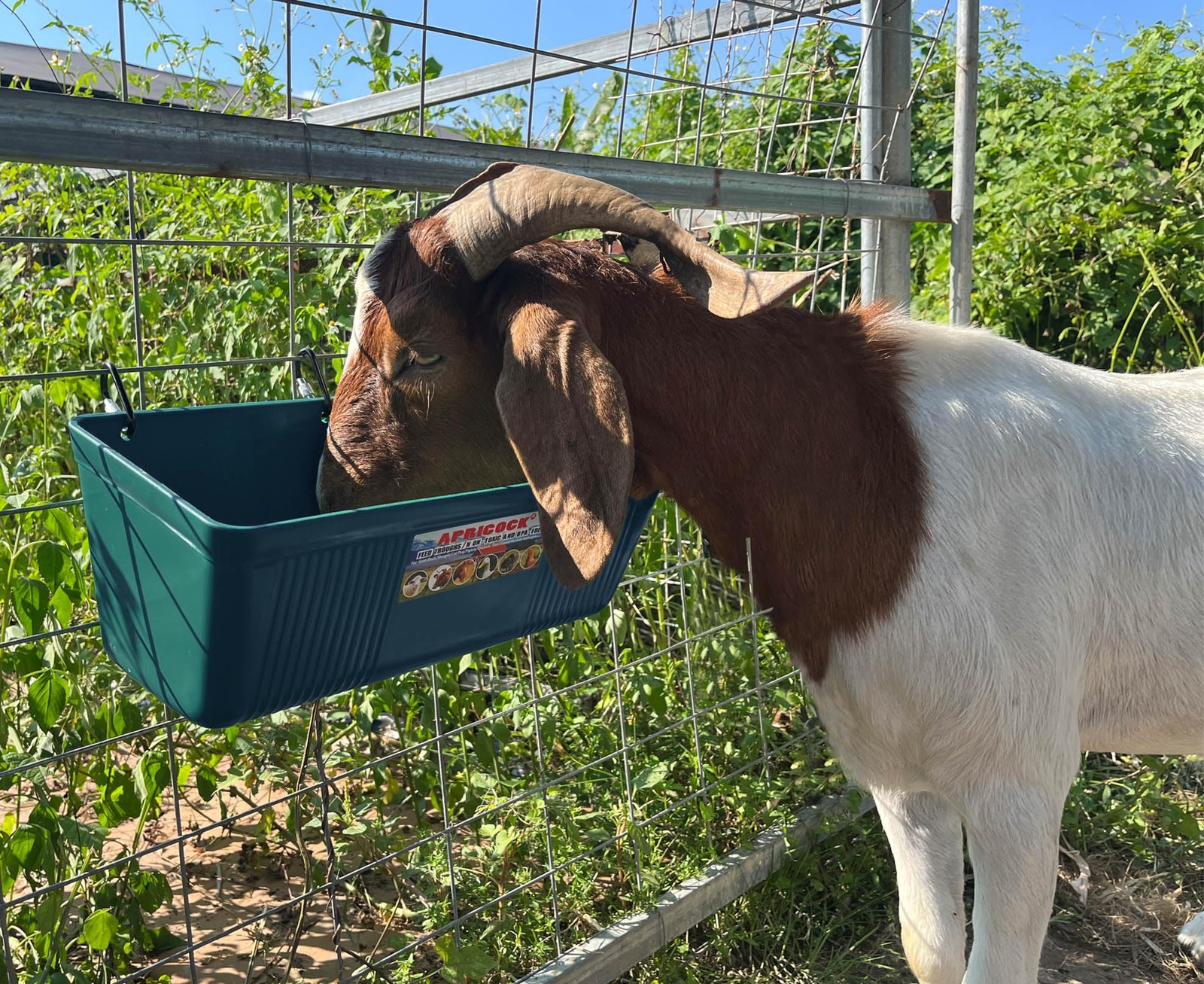 Large Feed Trough and Goat Feeder - 2 Pack Hanging Feeder with Clips, Waterer...