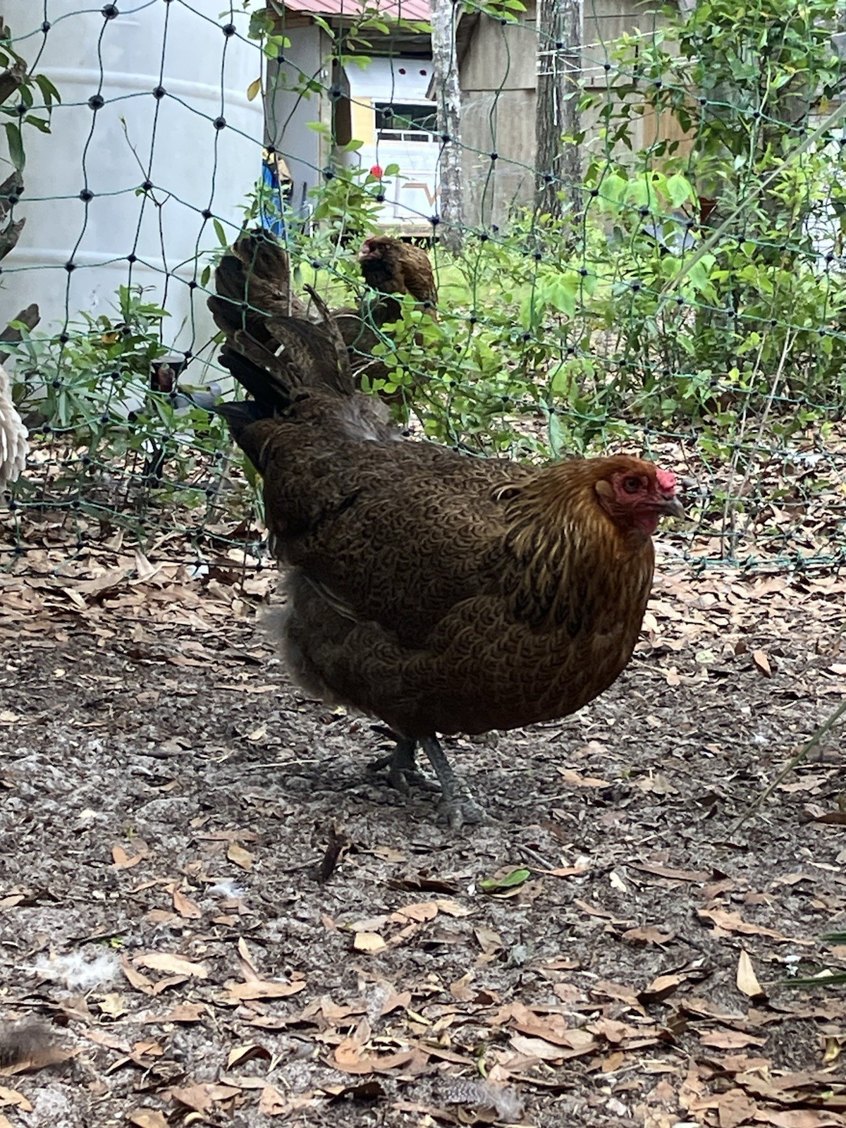 6 Americana Hatching Eggs EASTER EGGER Blue Green Eggs