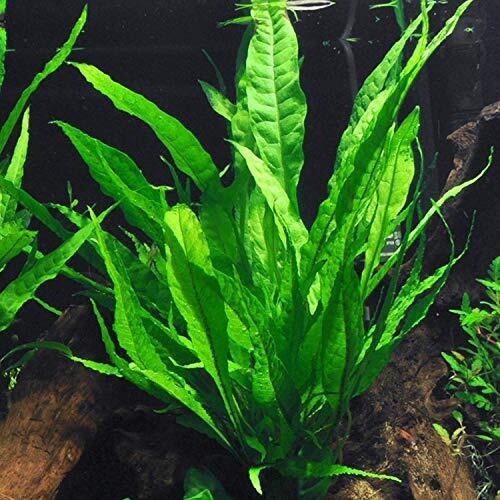 BUY 2 GET 1 FREE Java Fern on HALF Mat Live Aquarium Plants