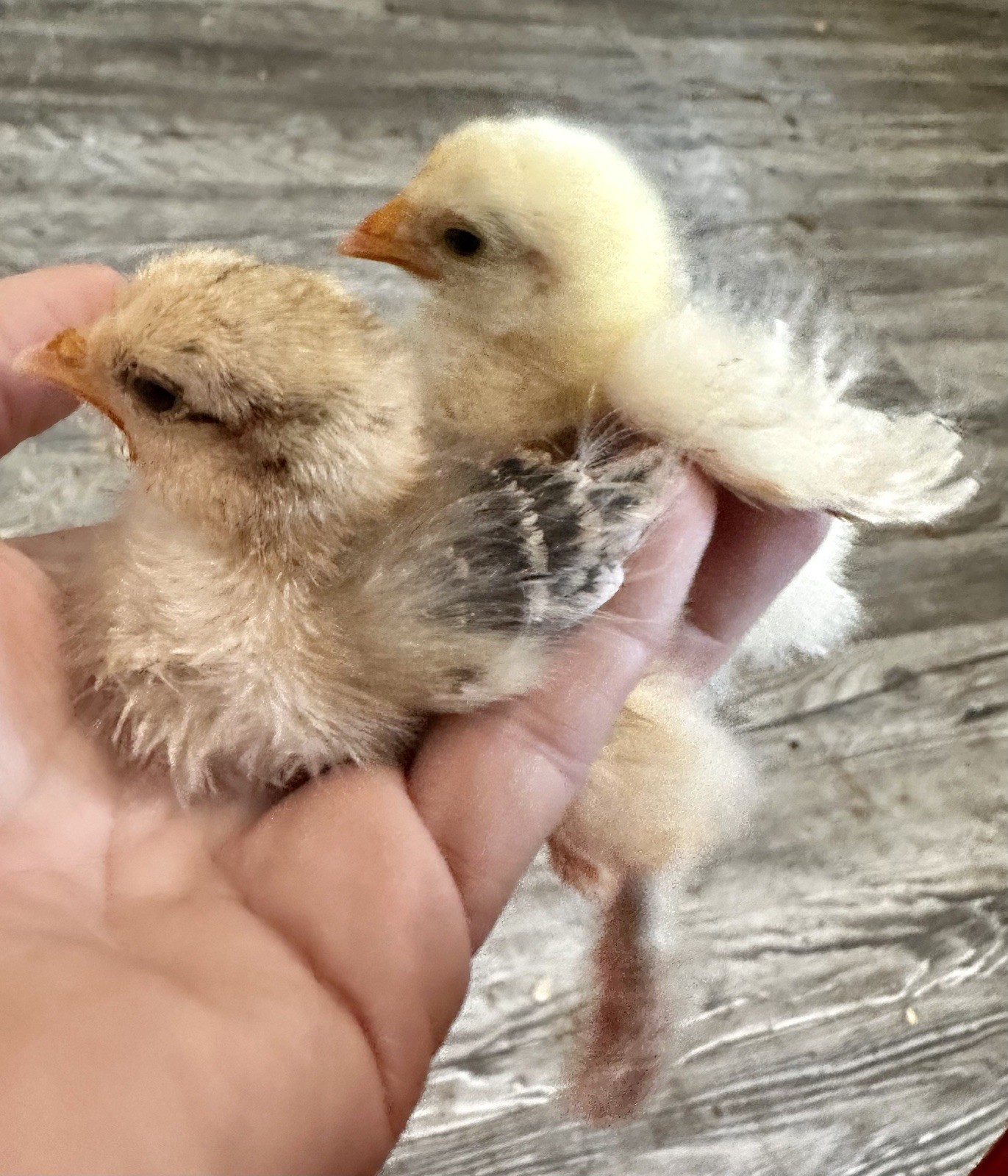 6+ Bantam Cochin Hatching Eggs, Calico, Frizzle, Splash