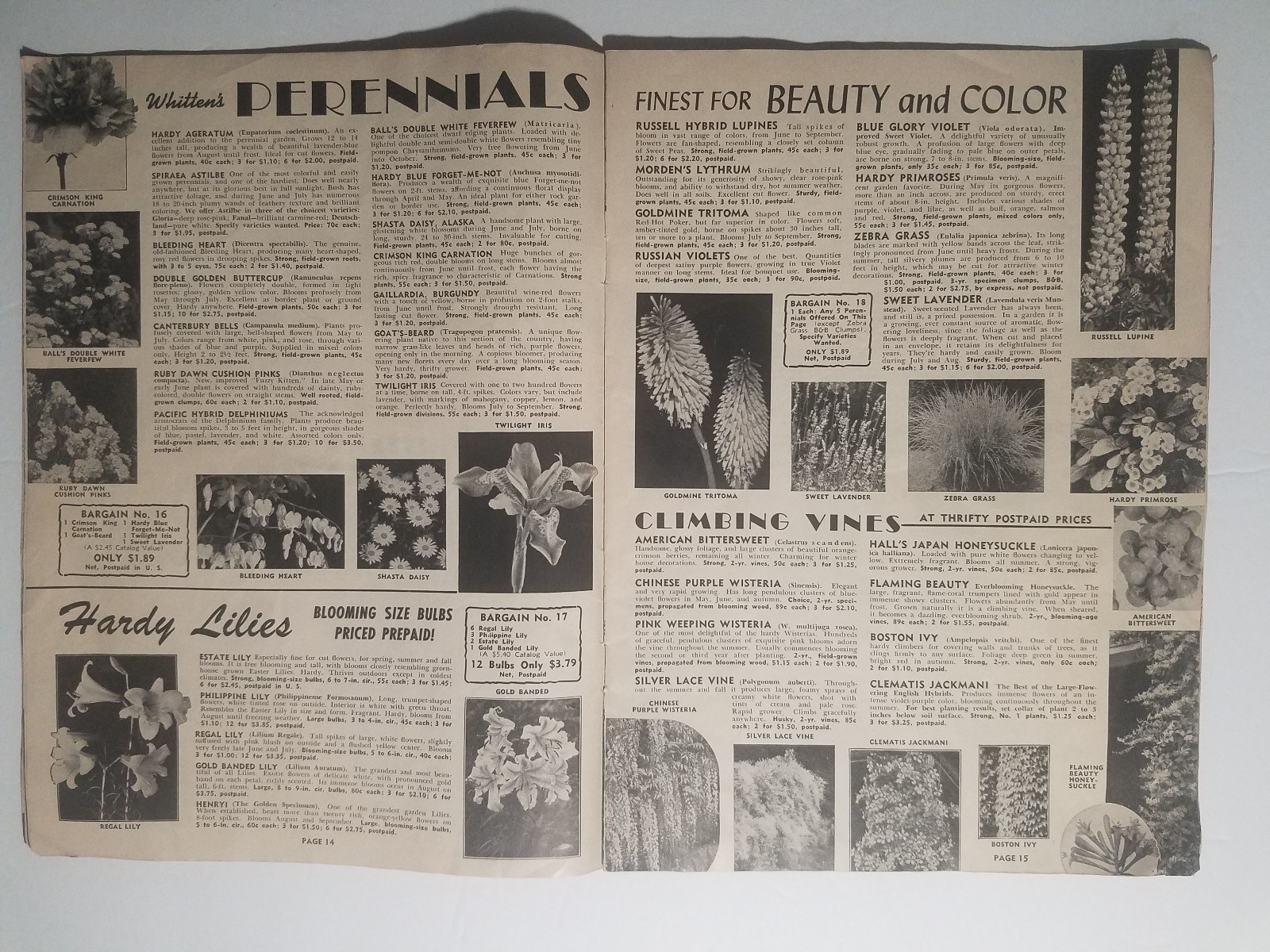 1955 Whitten Nurseries Catalog