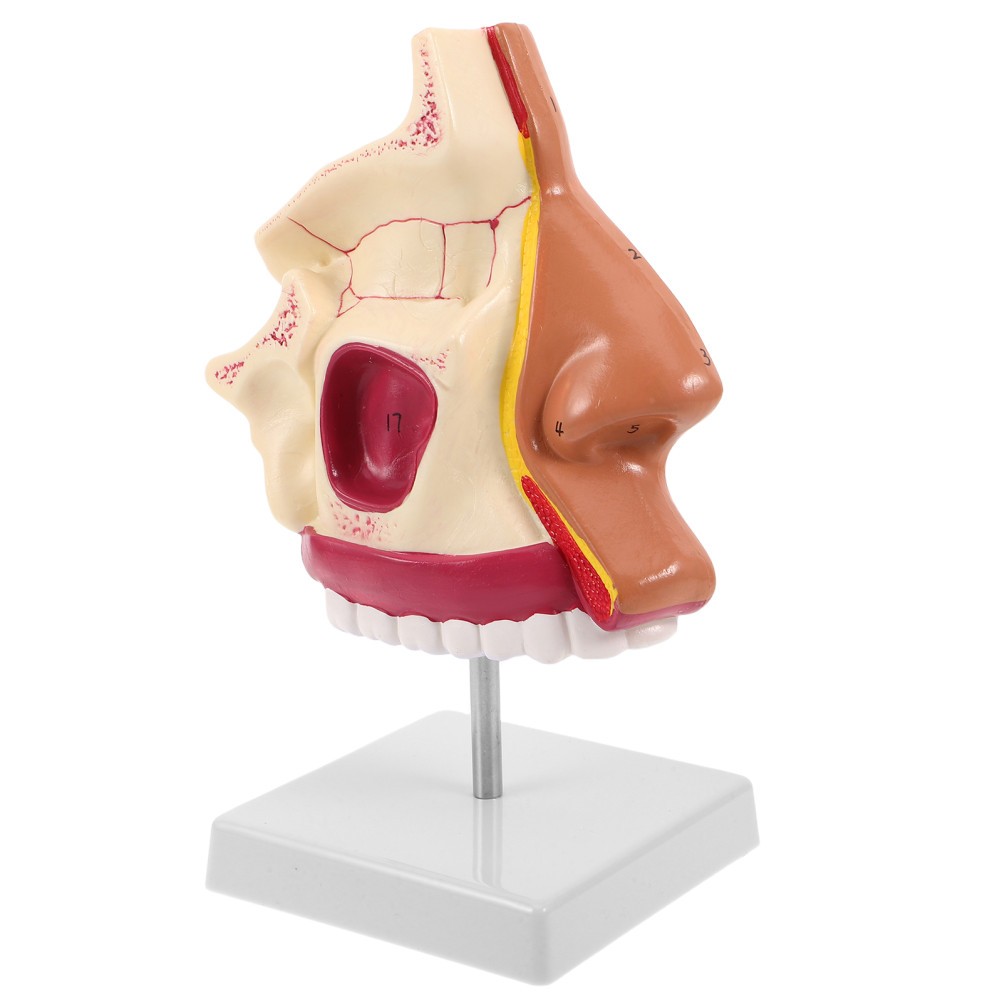 Nasal Cavity Model, Human Nose Structure Teaching Model with Stand,
