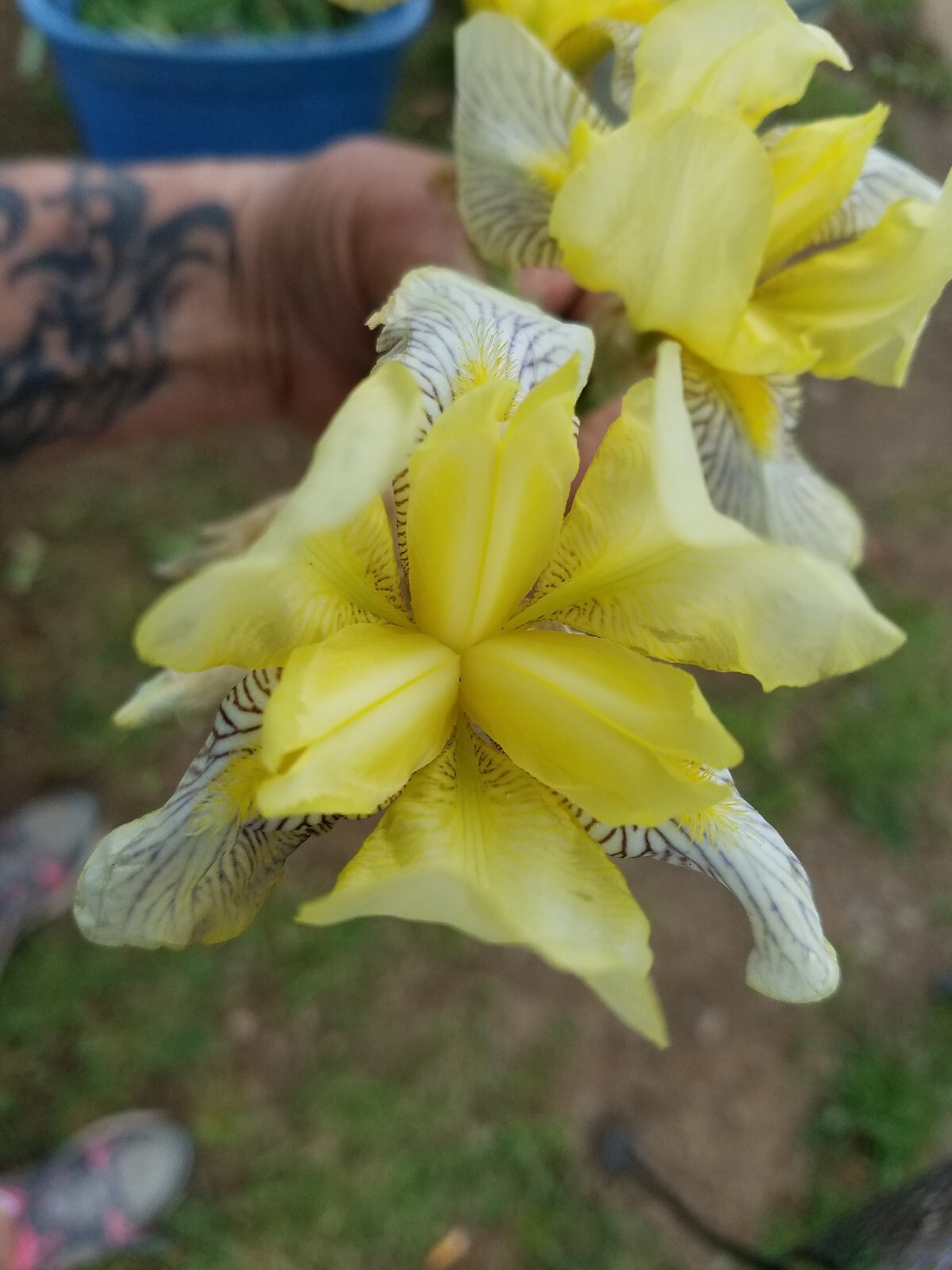 20x MIXED VARIETIES/COLORS BEARDED IRIS BULBS RHIZOMES