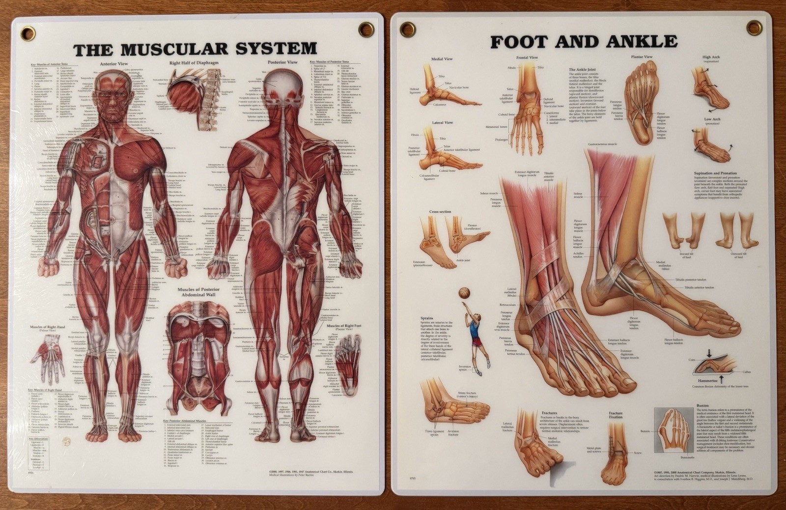 Anatomical Charts “Foot And Ankle " & “Muscular System” 14.25” x 11.5” - Skokie