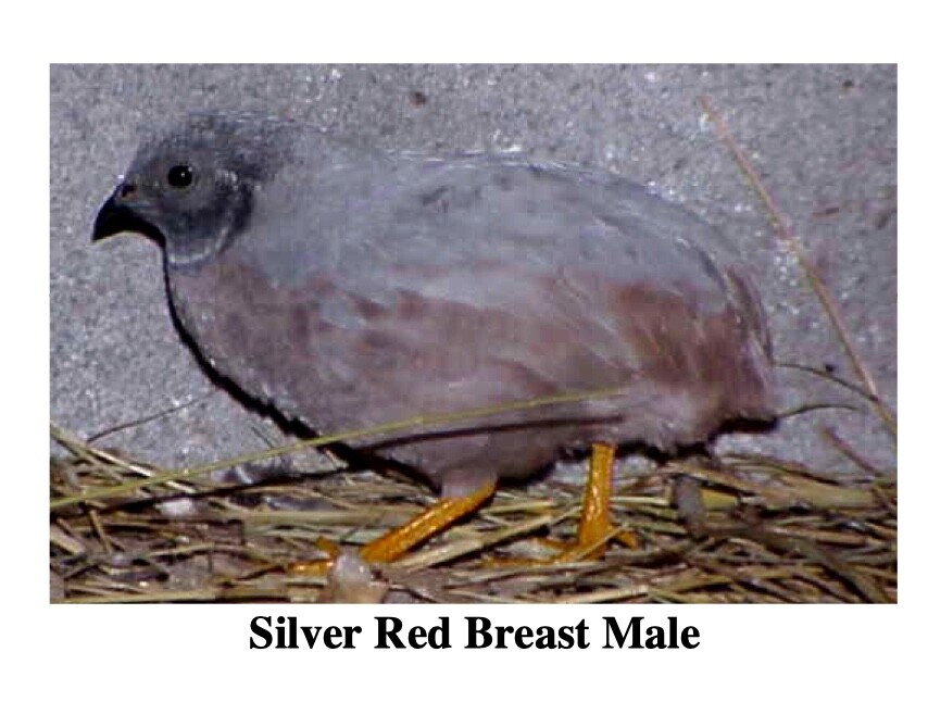 30 BUTTON QUAIL EGGS choose from 12+ colors ships USPS PRIORITY PLEASE READ ALL