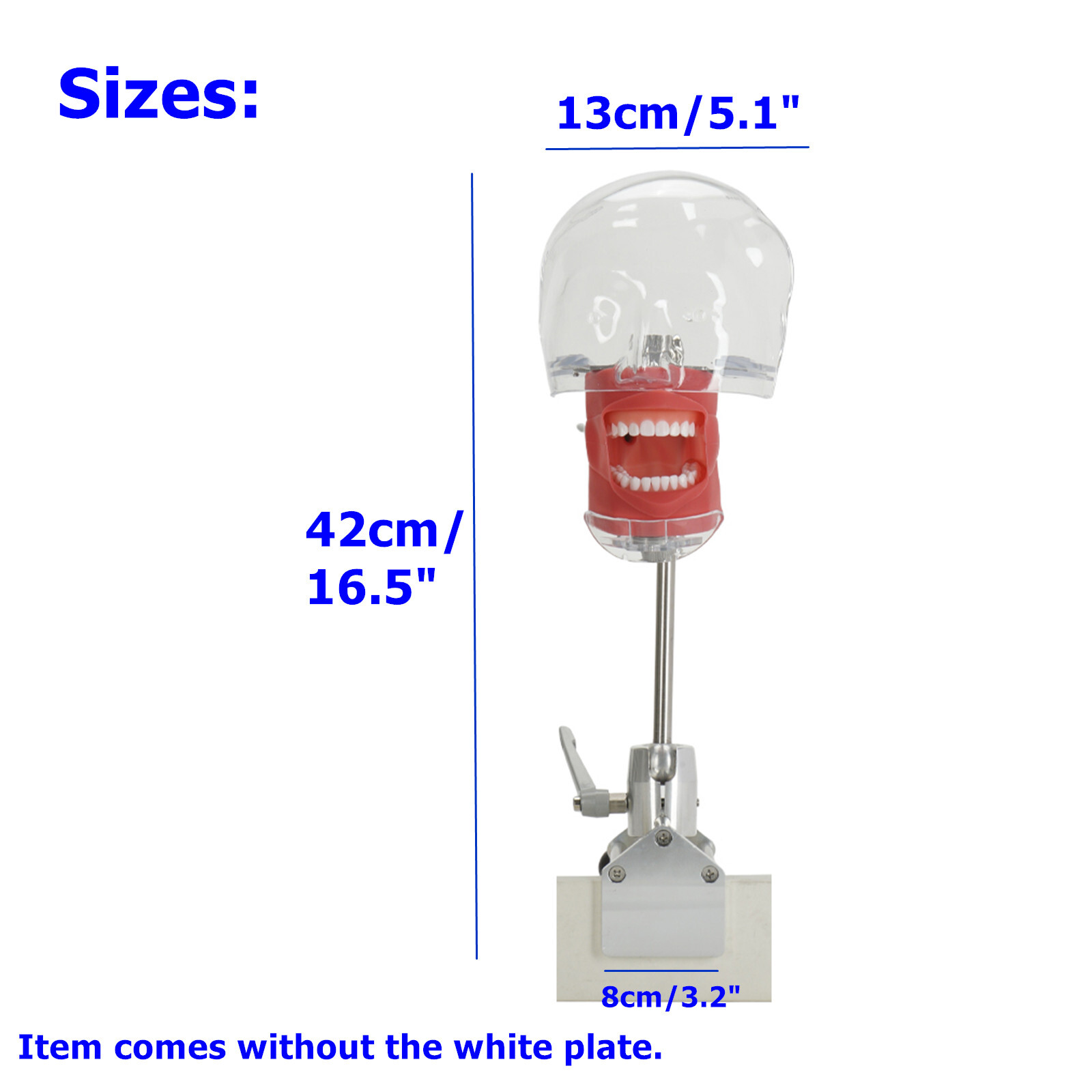 Dental Simulator Manikin Phantom Head Teeth Model Bench Mount Teaching Model