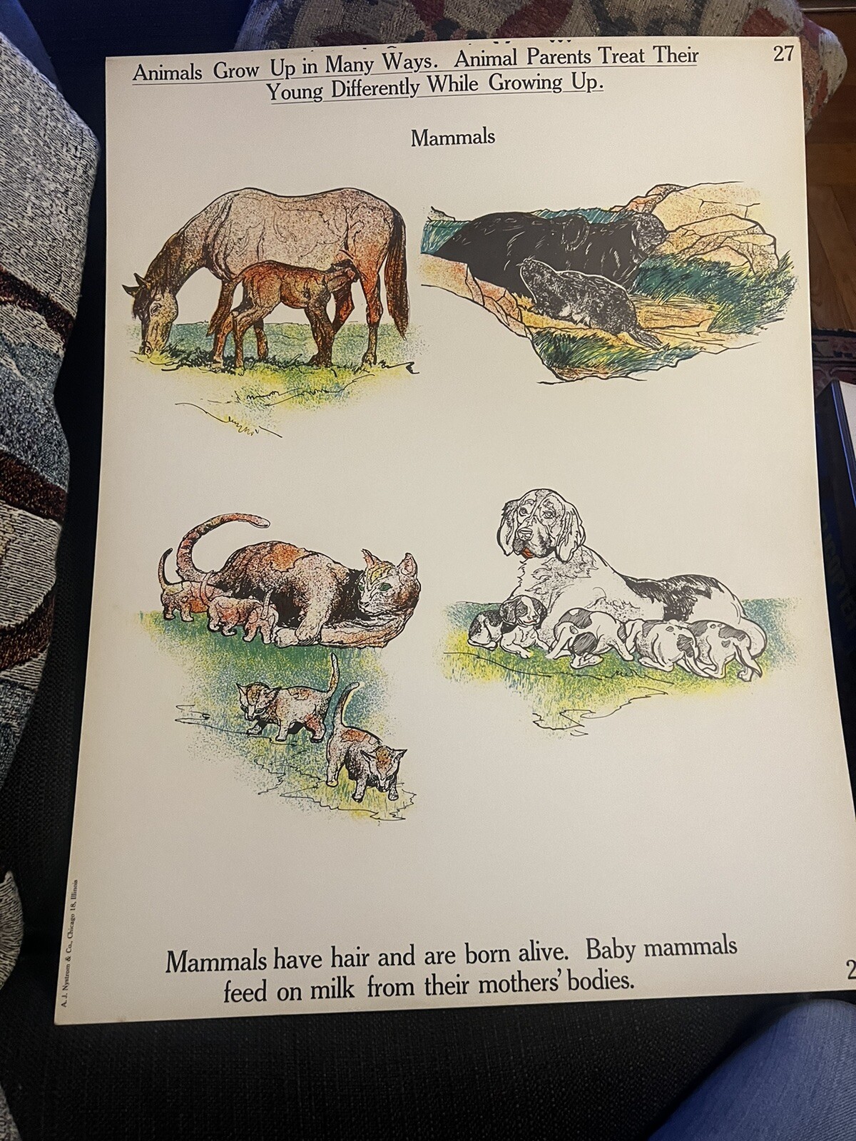 VINTAGE A.J. Nystrom Elementary science chart Animals & growth #3 chart 24 x18.5