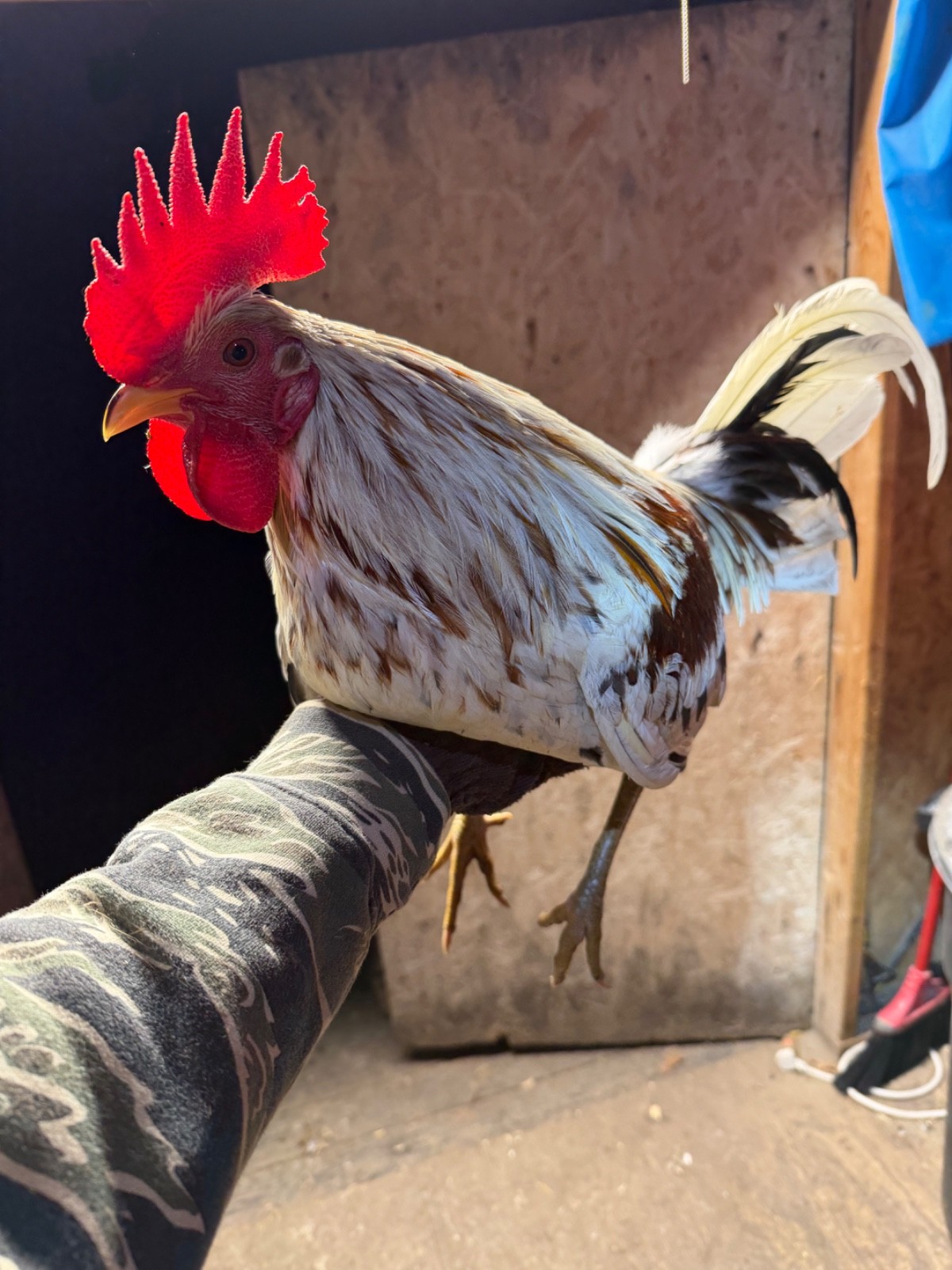 18 Miner Blues chicken hatching eggs