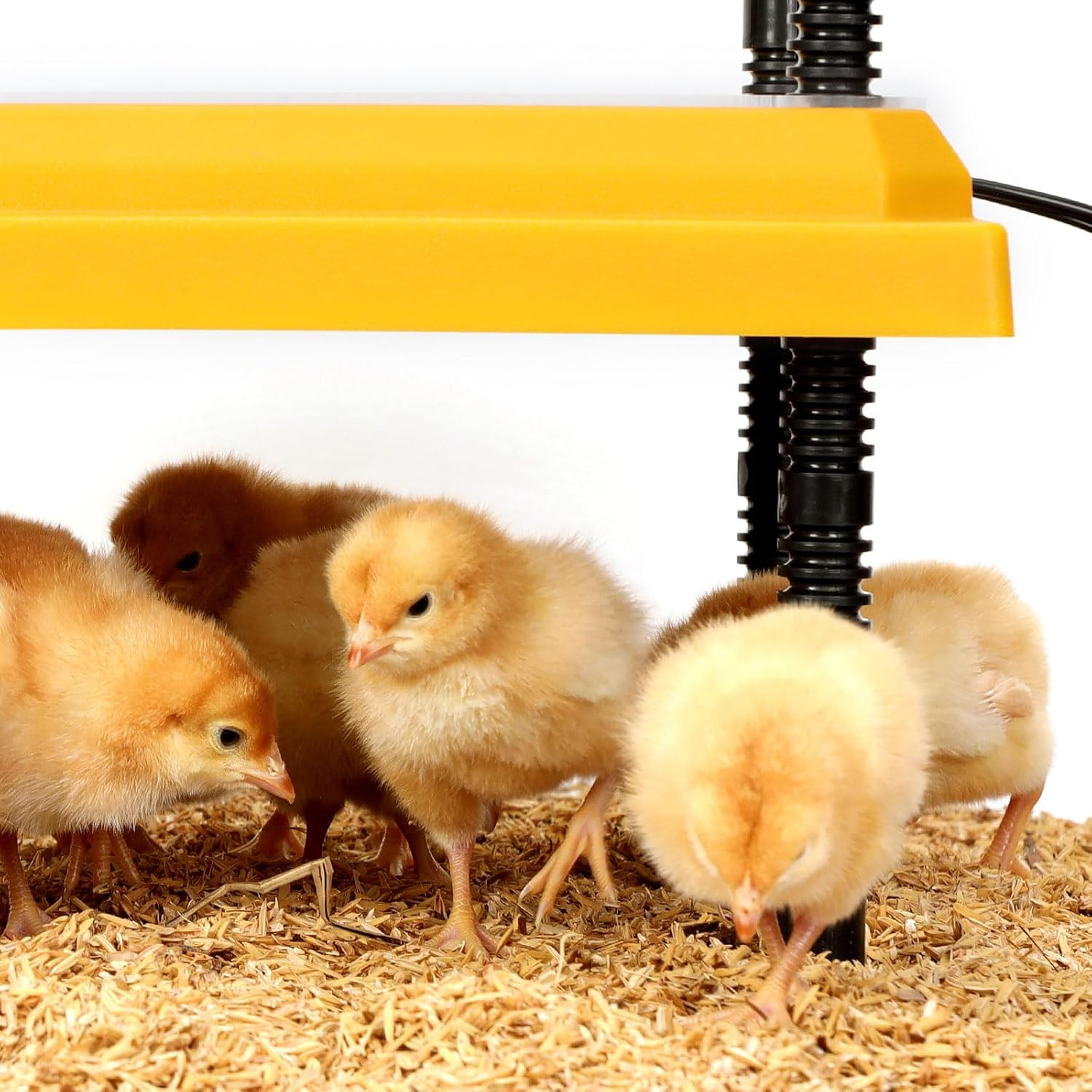 Brooder Heating Plate for Chicks Adjustable: with Bonus 12X12 Warmer with Easy-