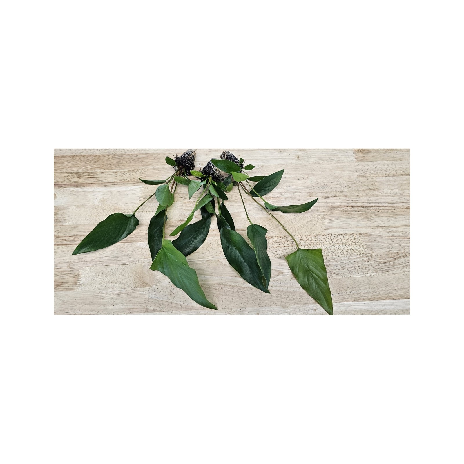 Anubias Starter Bundle (3-Pack) – Medium to Large Live Aquarium Plants