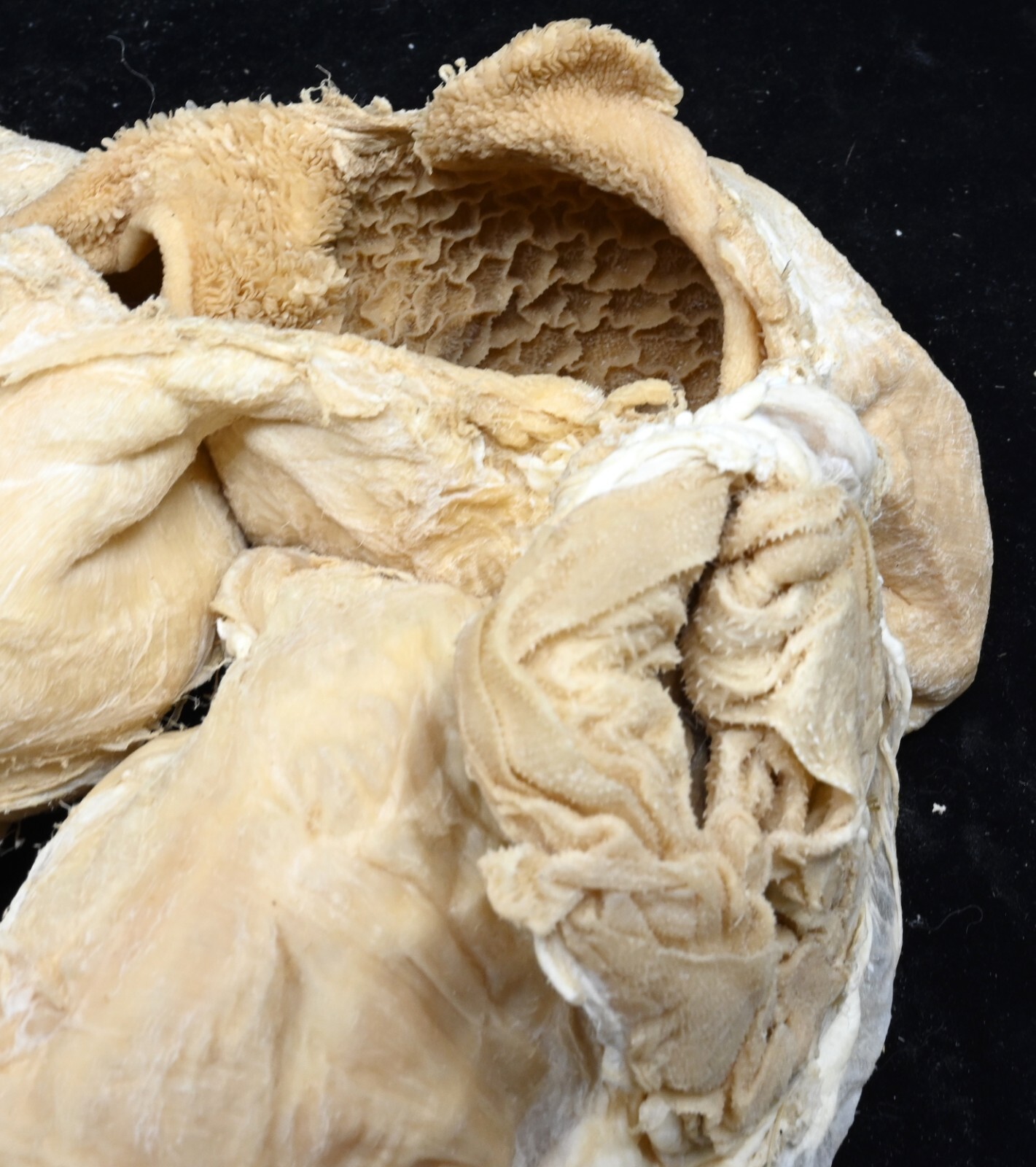Plastinated sheep stomach. Preserved with Elnady Technique.