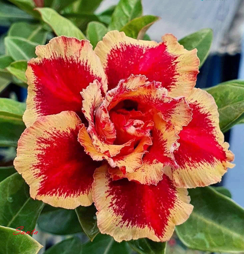 NEW! Adenium Obesum Desert Rose "Santa " 200 seeds very fresh&viable