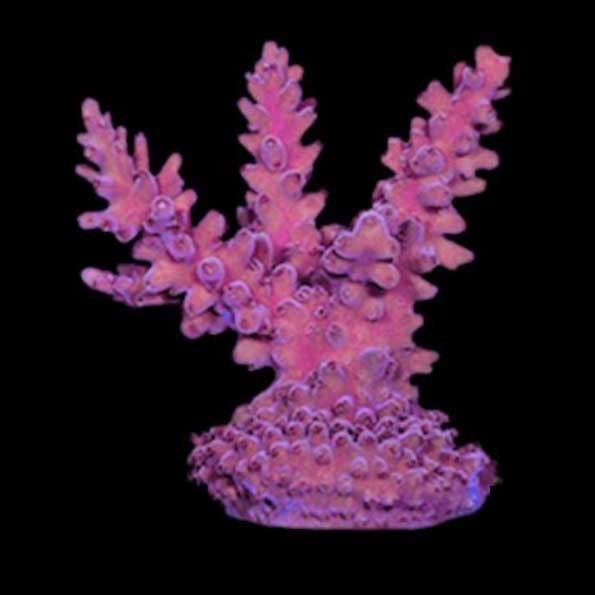 Aquacultured Marshall Island Pink Blush Acropora Coral (Acropora sp.) - ORA