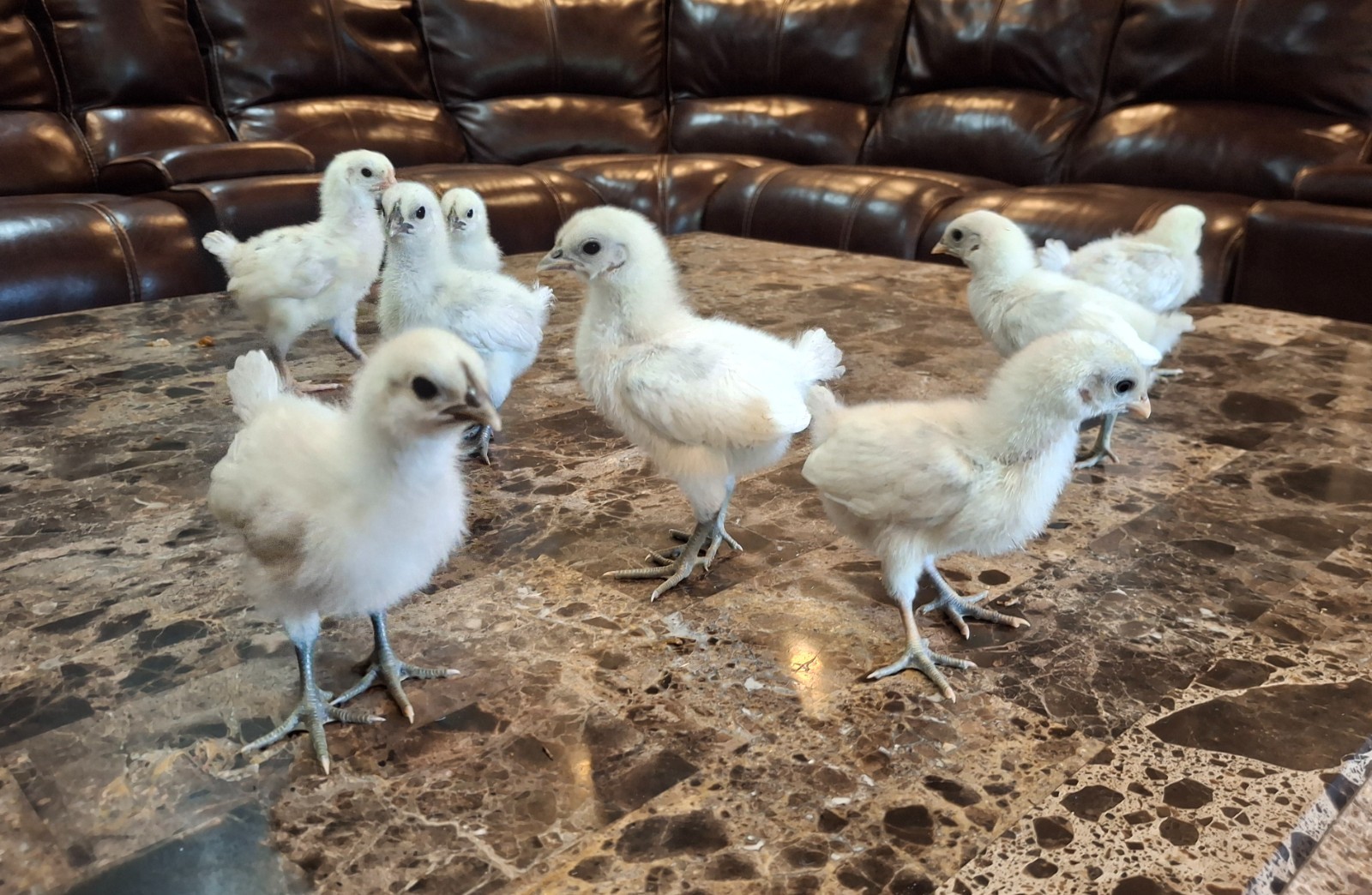 12+2  Zombie F1 hatching eggs, NPIP/AI cert, Peachgoldenpheasantry