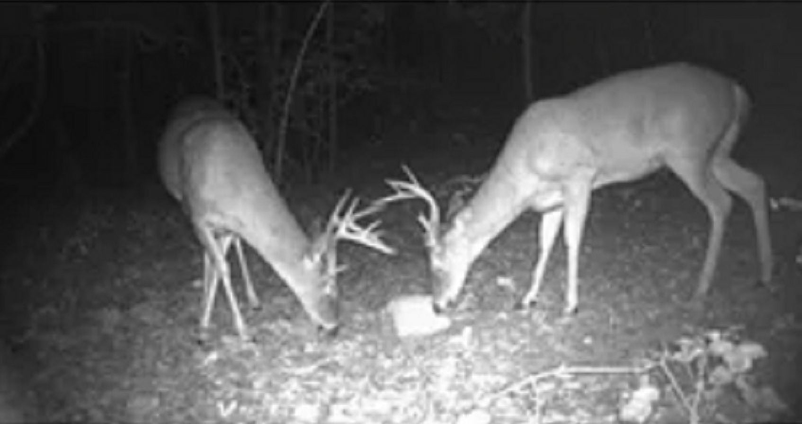 Deer Block 20lb,FREE SHIPPING