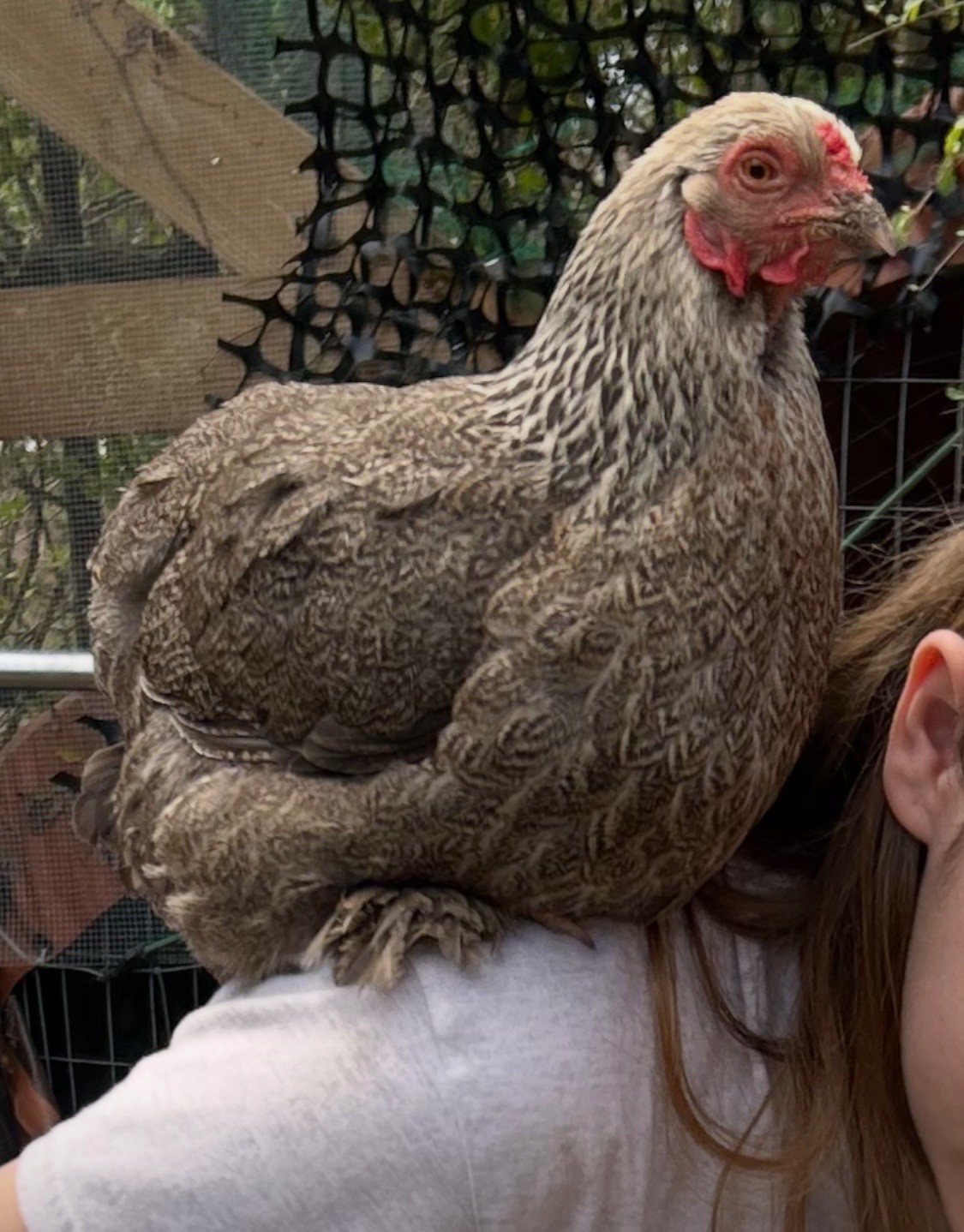 12 +2 Rainbow chicken hatching eggs| Healthy Flock - NOT Barnyard Mix