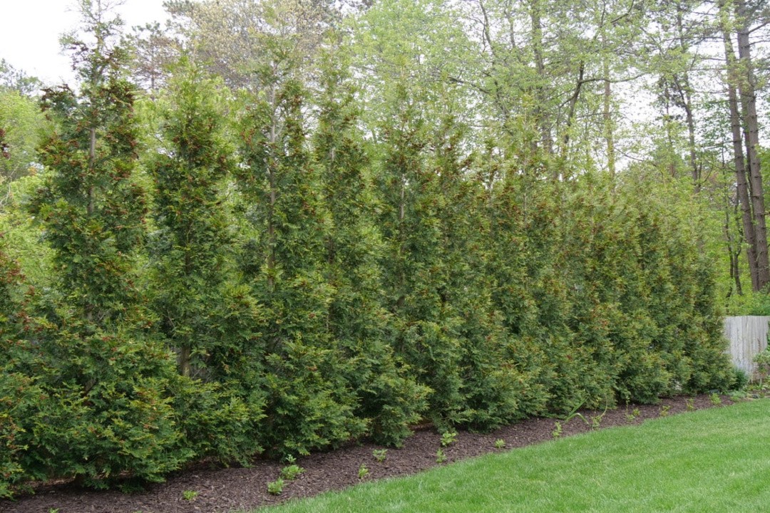 Live American Pillar ARBORVITAE Tree + THUJA Occidentalis - [Quart Pot]