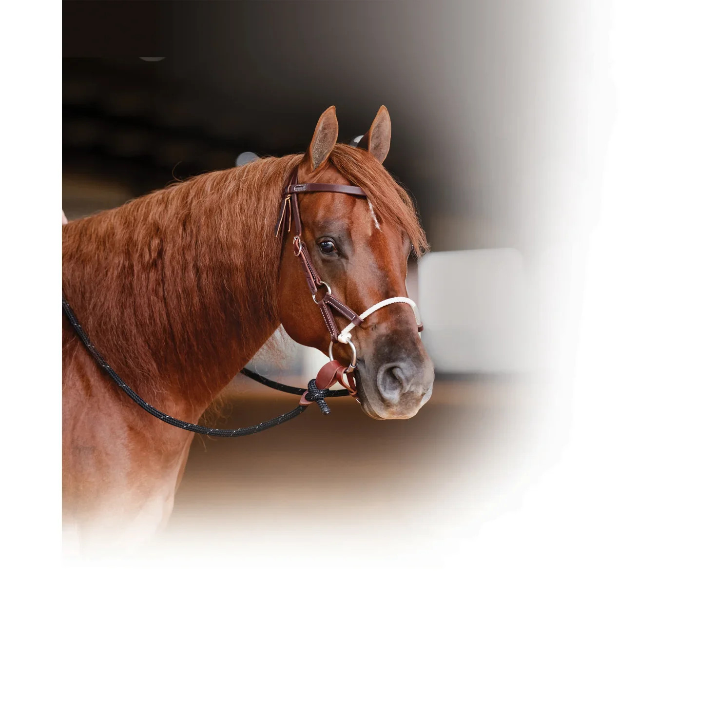 Hooves and Paws Ranch Combination Lariat Rope Bridle - 5” Twisted Snaffle Sweet