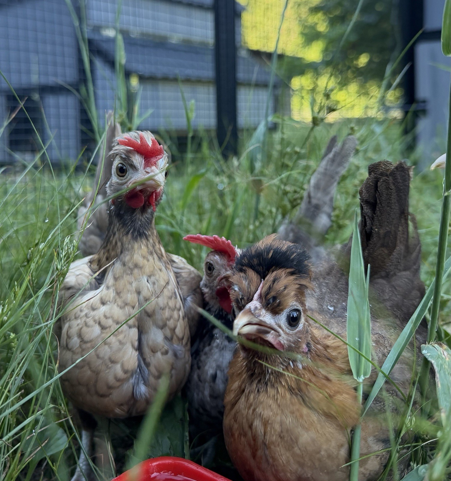 6 Kikiriki Hatching Eggs 🐣 Tiny Chickens From Puerto Rico