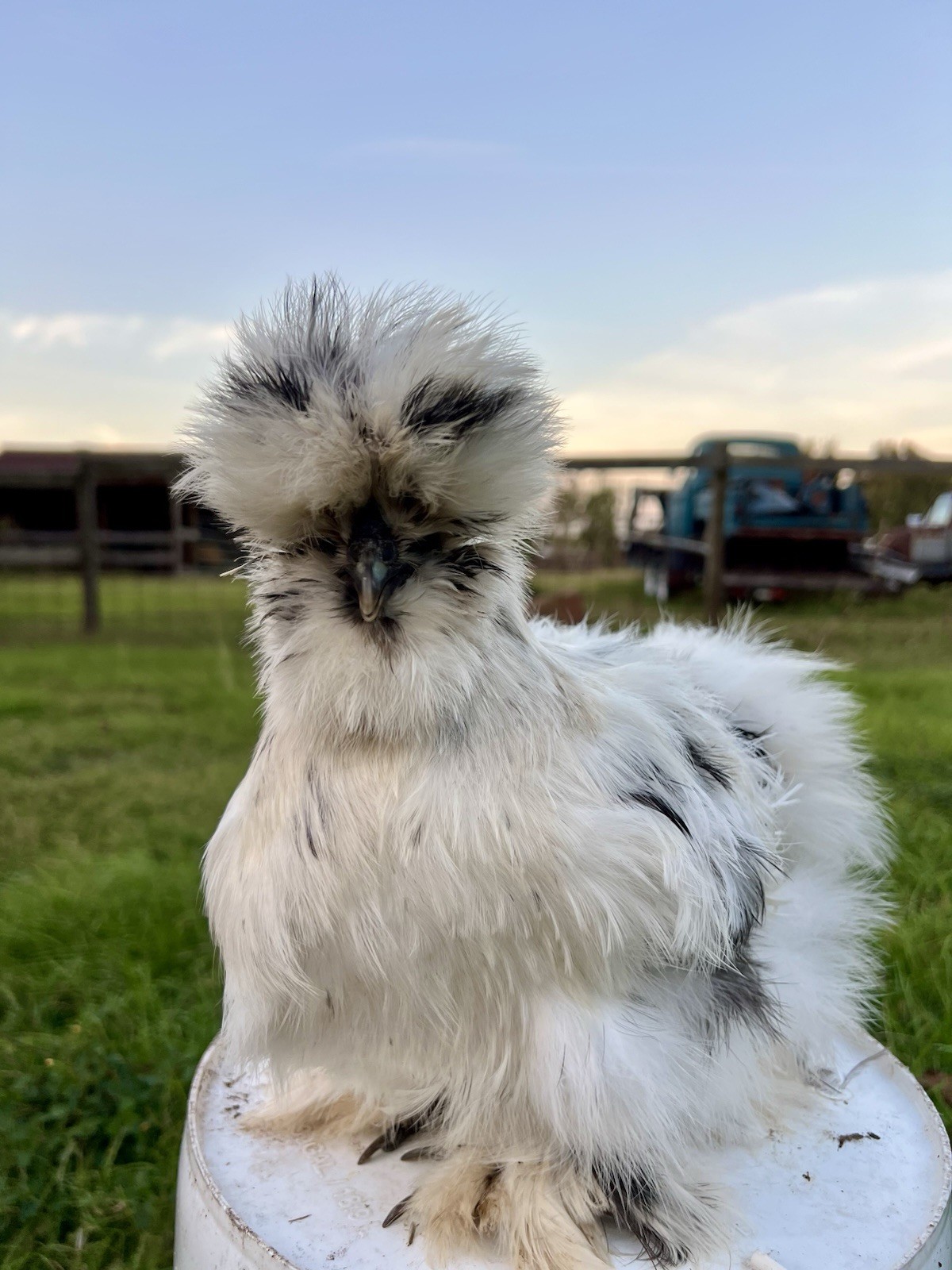 6+ Bearded Paint Silkie Hatching Eggs NPIP Certified Flock