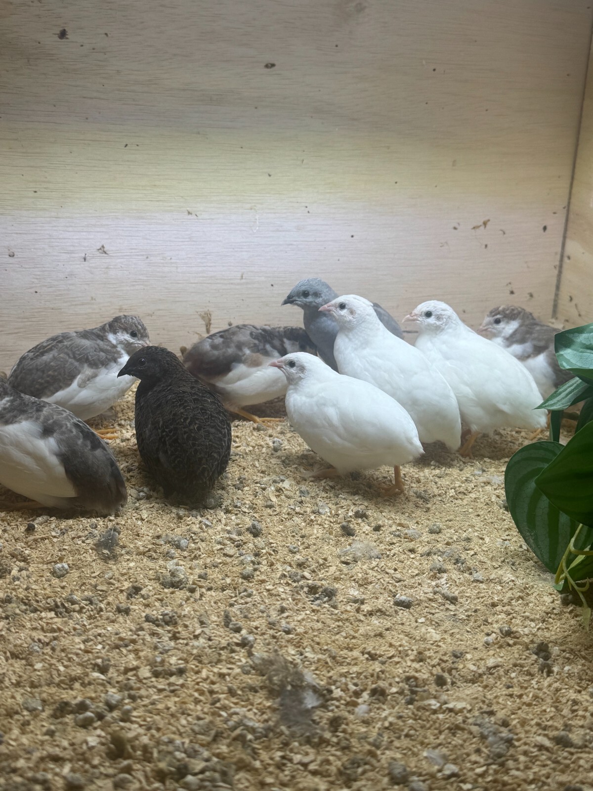 20 Button Quail Hatching Eggs Multiple Colors