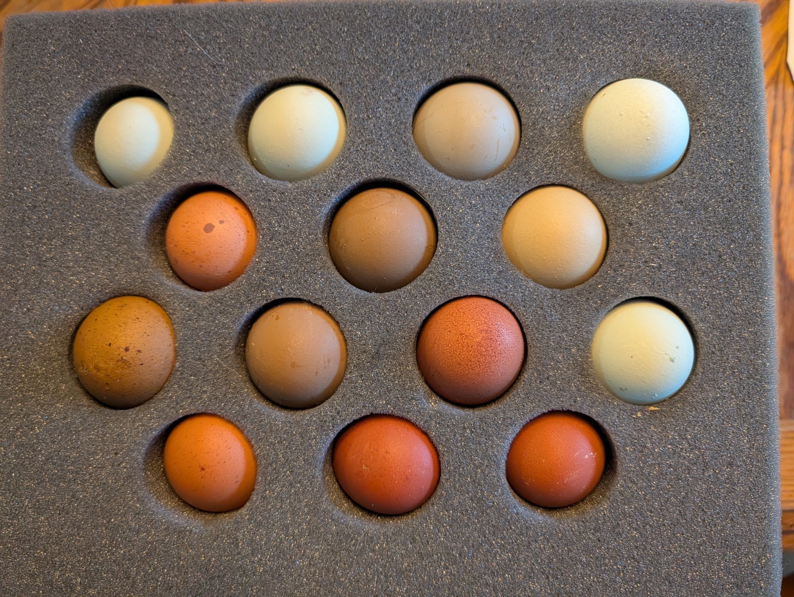 1 dozen+2 Olive Egger Hatching Eggs