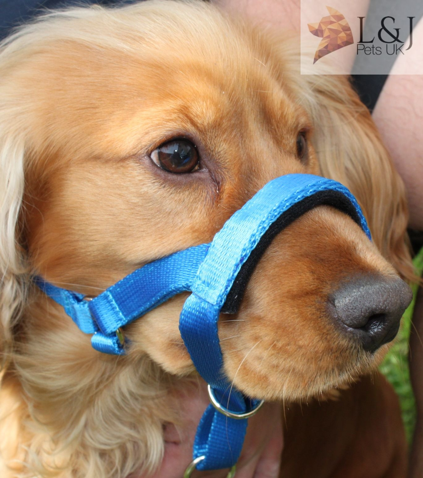 Padded Head Collar Dog Training Halter Stops Dog Pulling Training Tool