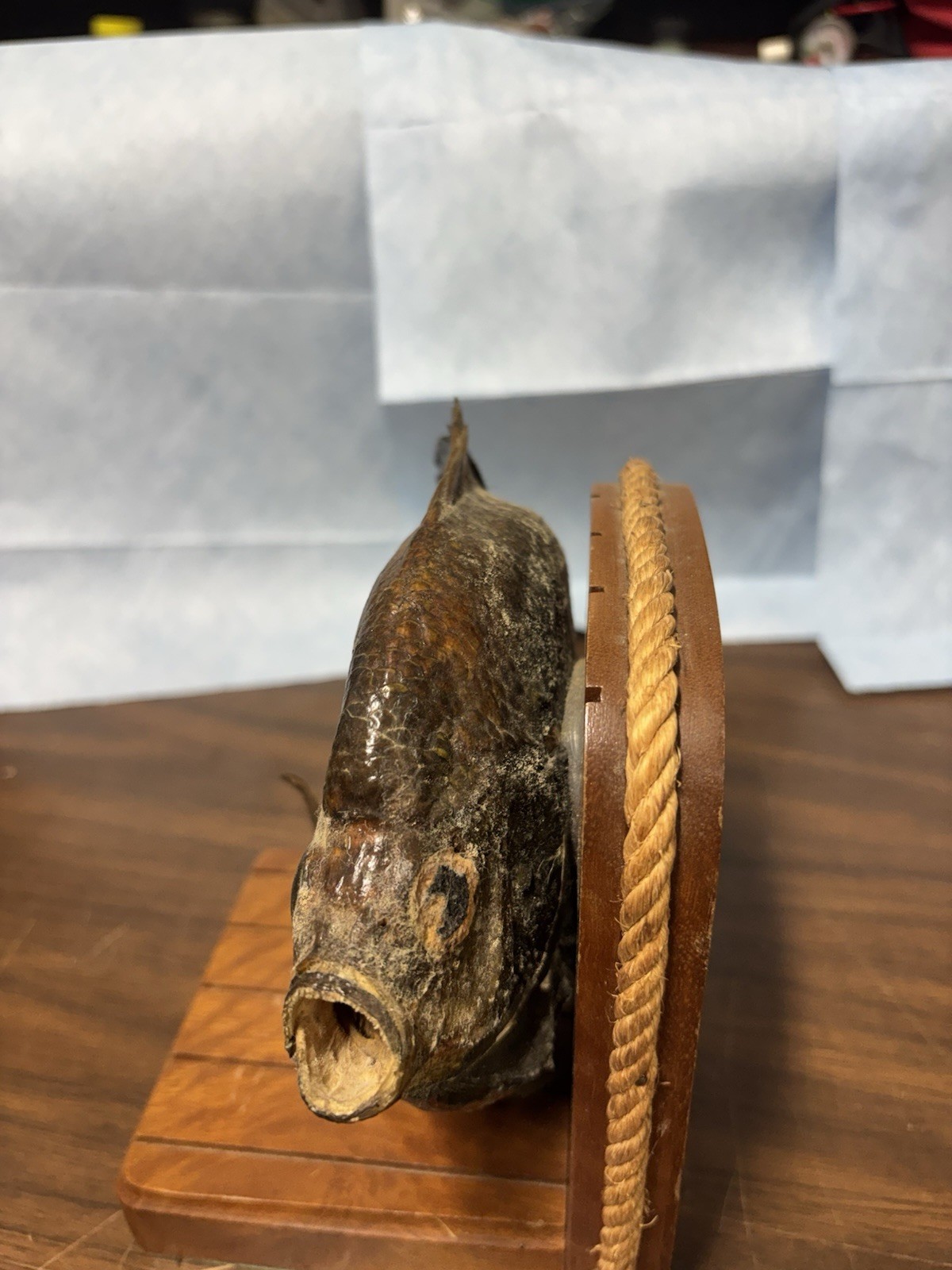 Bluegill Book Ends Fishing Decor