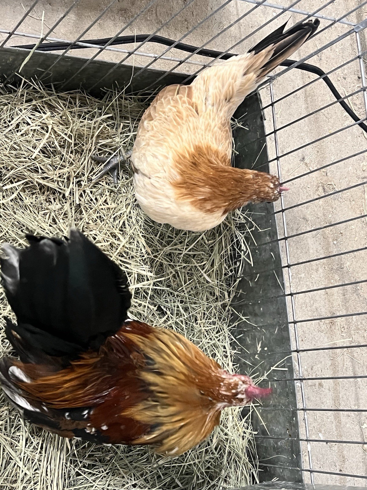 6++ Serama Hatching Eggs